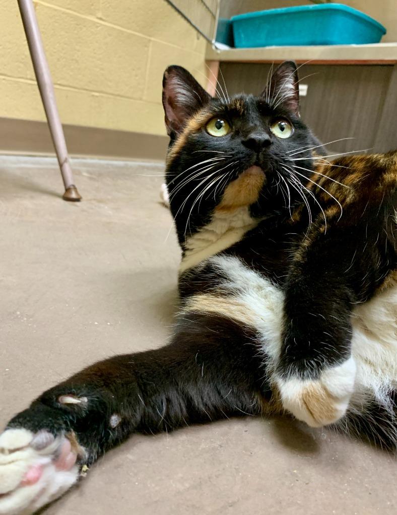 Enlarge Peyton, a Adoptable mixed breed in Cincinnati, OH image 5/6