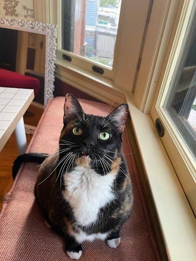 Enlarge Peyton, a Adoptable mixed breed in Cincinnati, OH image 6/6