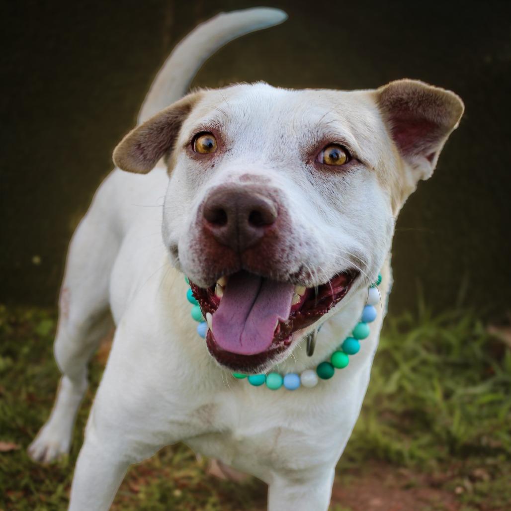 Enlarge Shadow, a Adoptable Mixed Breed in Lake Jackson, TX image 1/2