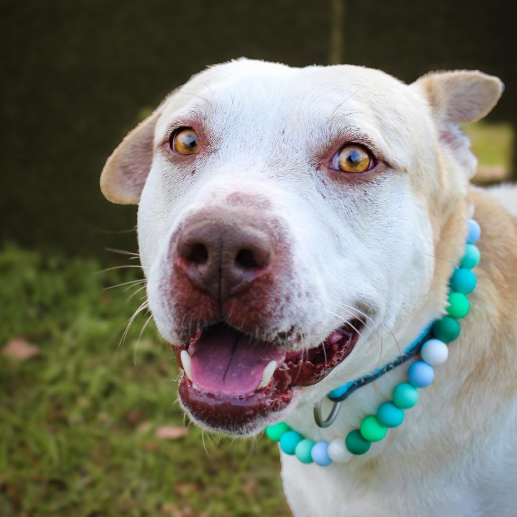 Enlarge Shadow, a Adoptable Mixed Breed in Lake Jackson, TX image 2/2