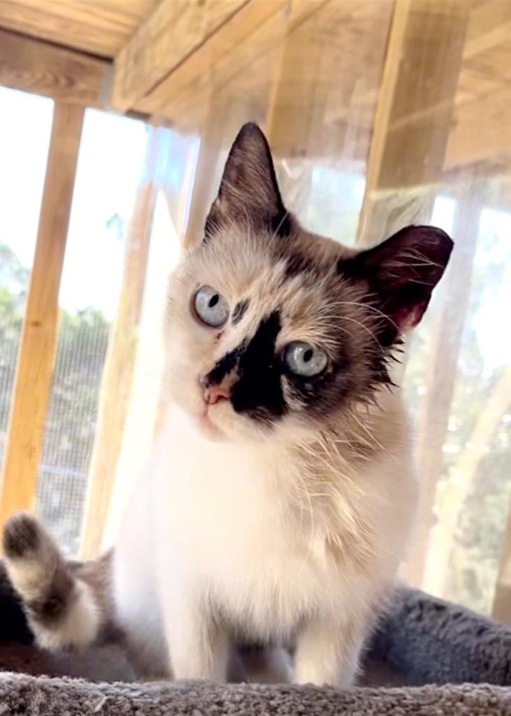 Genevieve Bear "Sand, Adoptable, Young Female Ragdoll & Siamese.