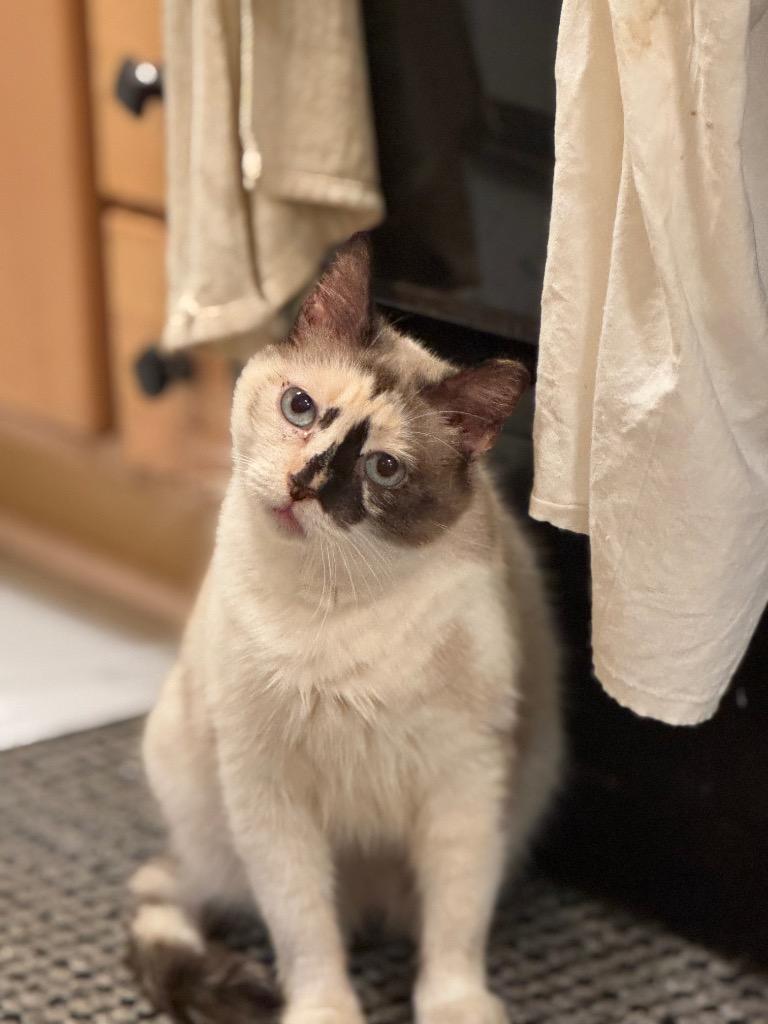 Genevieve Bear "Sand, a Adoptable mixed breed in New Braunfels, TX image 2/6