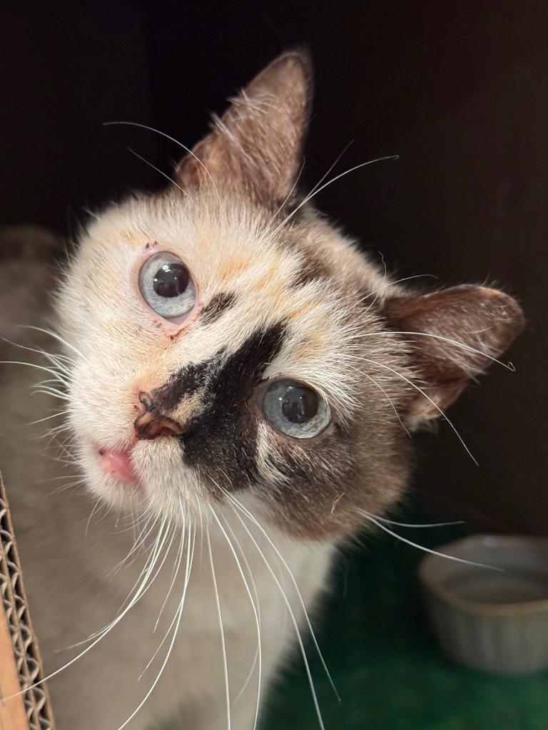 Enlarge Genevieve Bear "Sand, a Adoptable mixed breed in New Braunfels, TX image 4/6