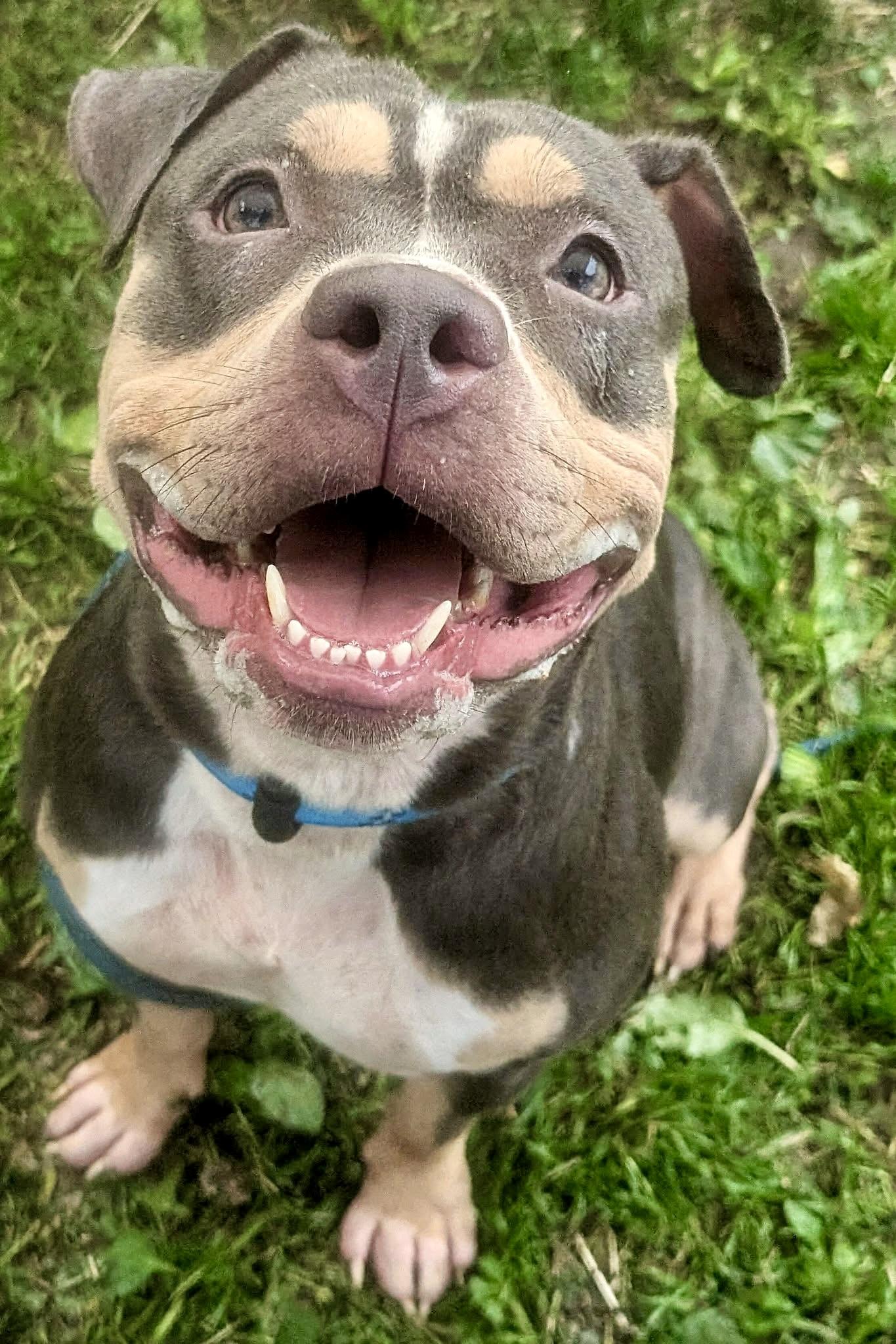 Rabbit, adopted, Adult Female Staffordshire Bull Terrier.