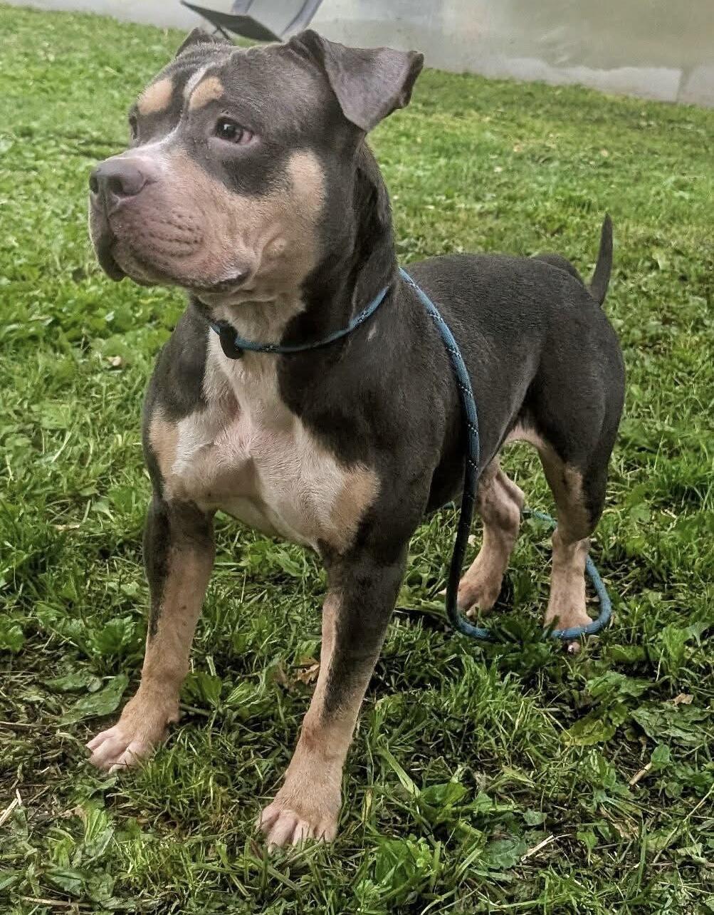 Enlarge Rabbit, an adopted Staffordshire Bull Terrier in Chicago, IL image 3/5