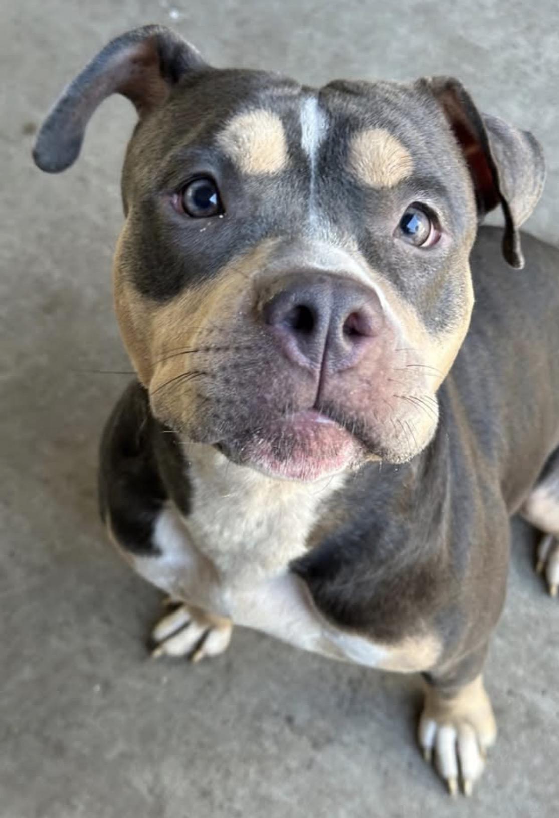 Enlarge Rabbit, an adopted Staffordshire Bull Terrier in Chicago, IL image 4/5