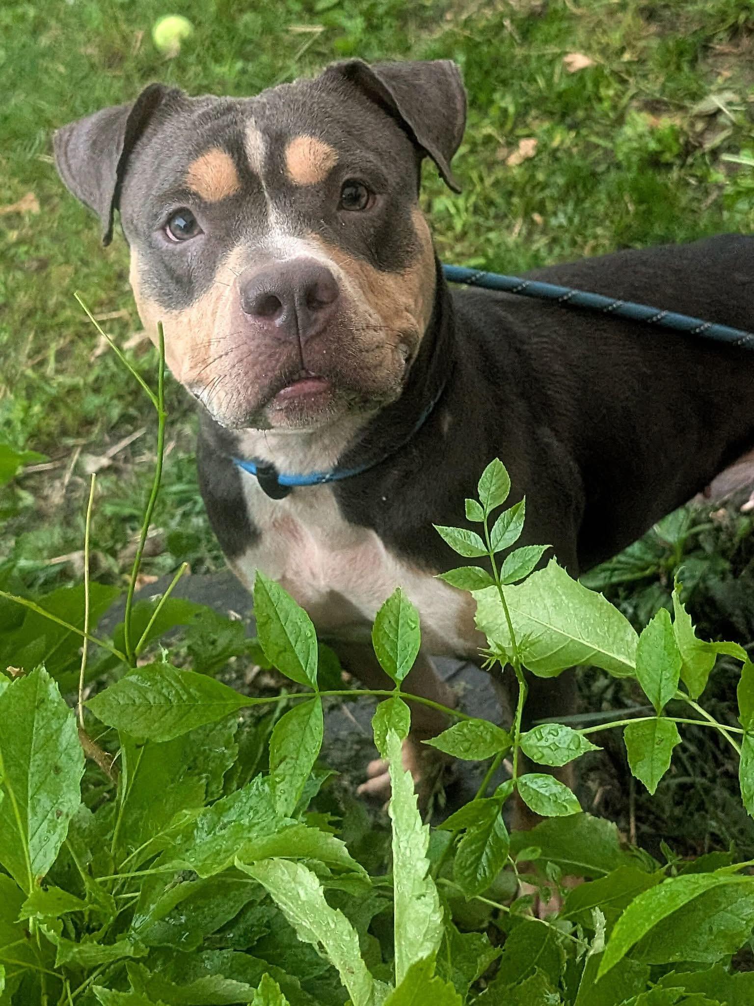 Enlarge Rabbit, an adopted Staffordshire Bull Terrier in Chicago, IL image 2/5