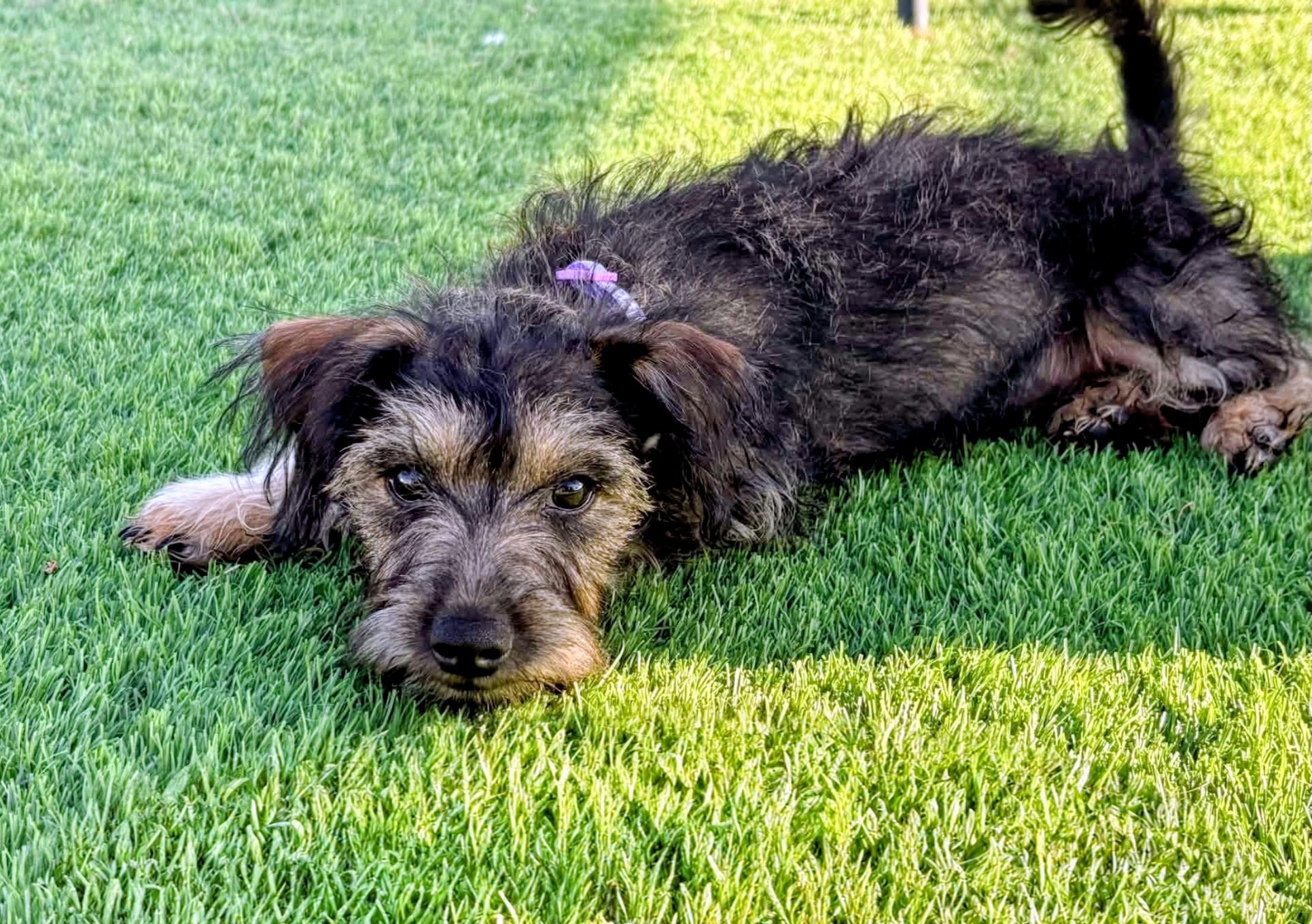 Enlarge Stella, an adopted mixed breed in Evergreen, CO image 1/1