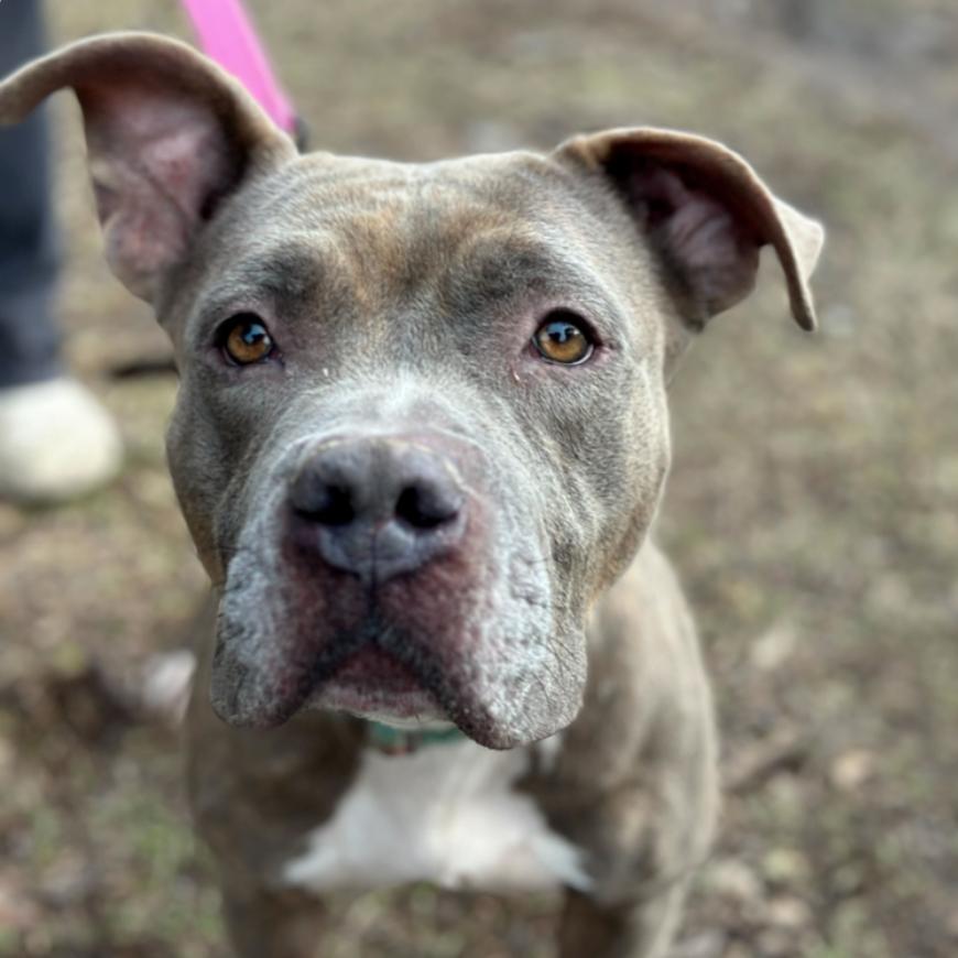 Enlarge Eva, a Adoptable Pit Bull Terrier in Hillsboro, NH image 1/3
