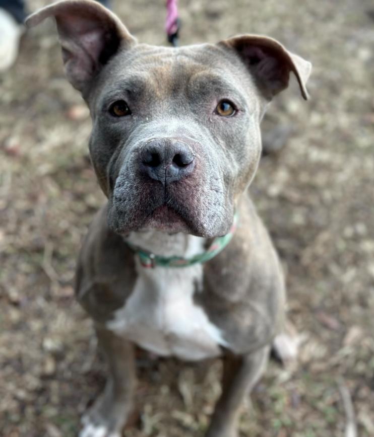 Enlarge Eva, a Adoptable Pit Bull Terrier in Hillsboro, NH image 2/3