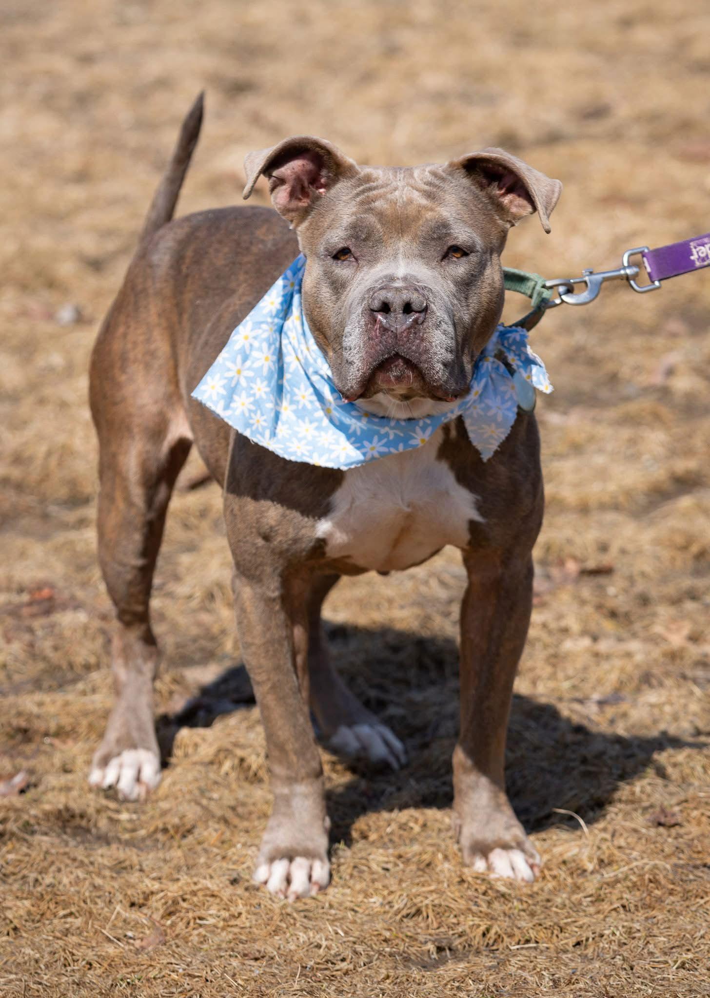 Enlarge Eva, a Adoptable Pit Bull Terrier in Hillsboro, NH image 3/3