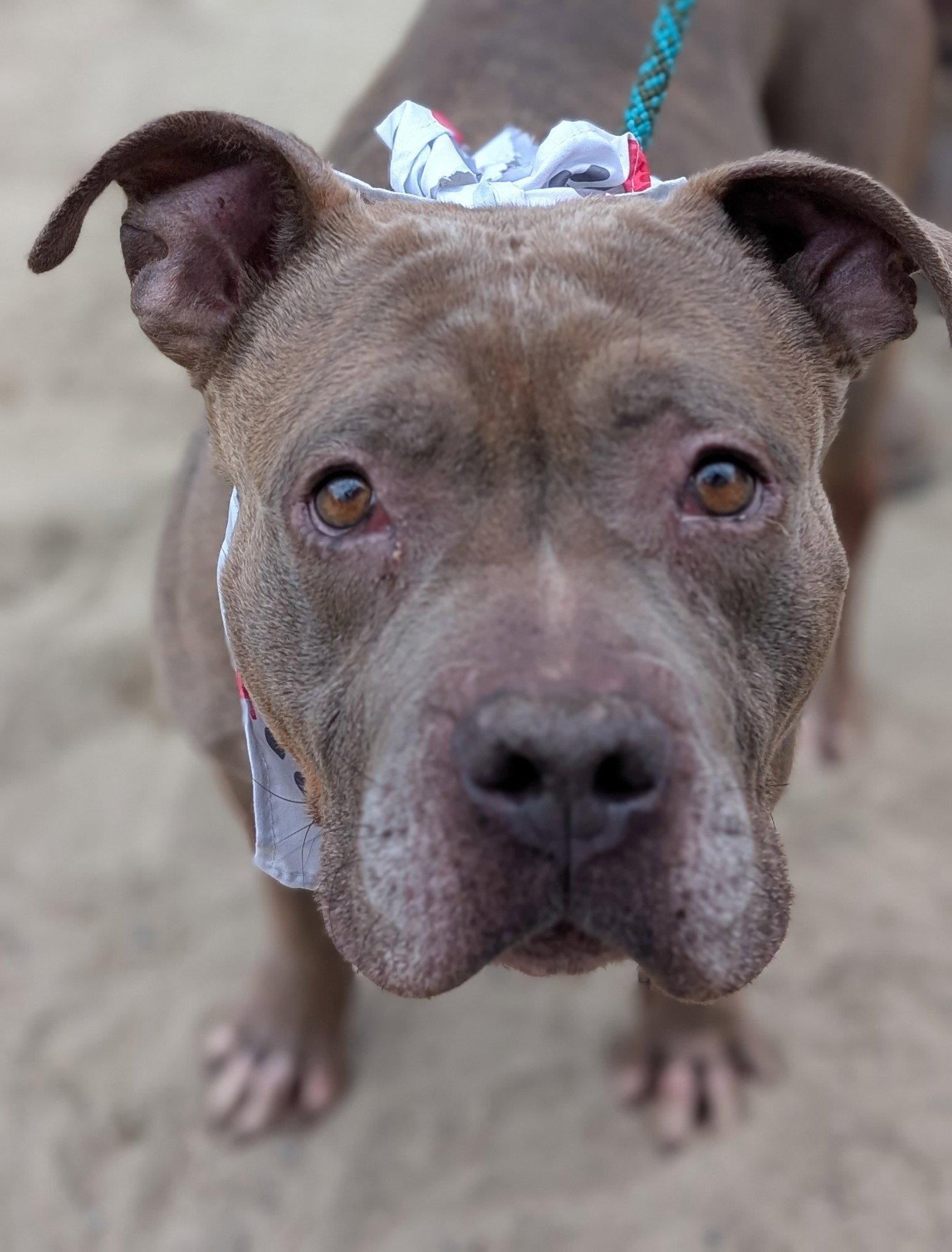 Eva, a Adoptable Pit Bull Terrier in Hillsboro, NH image 3/3