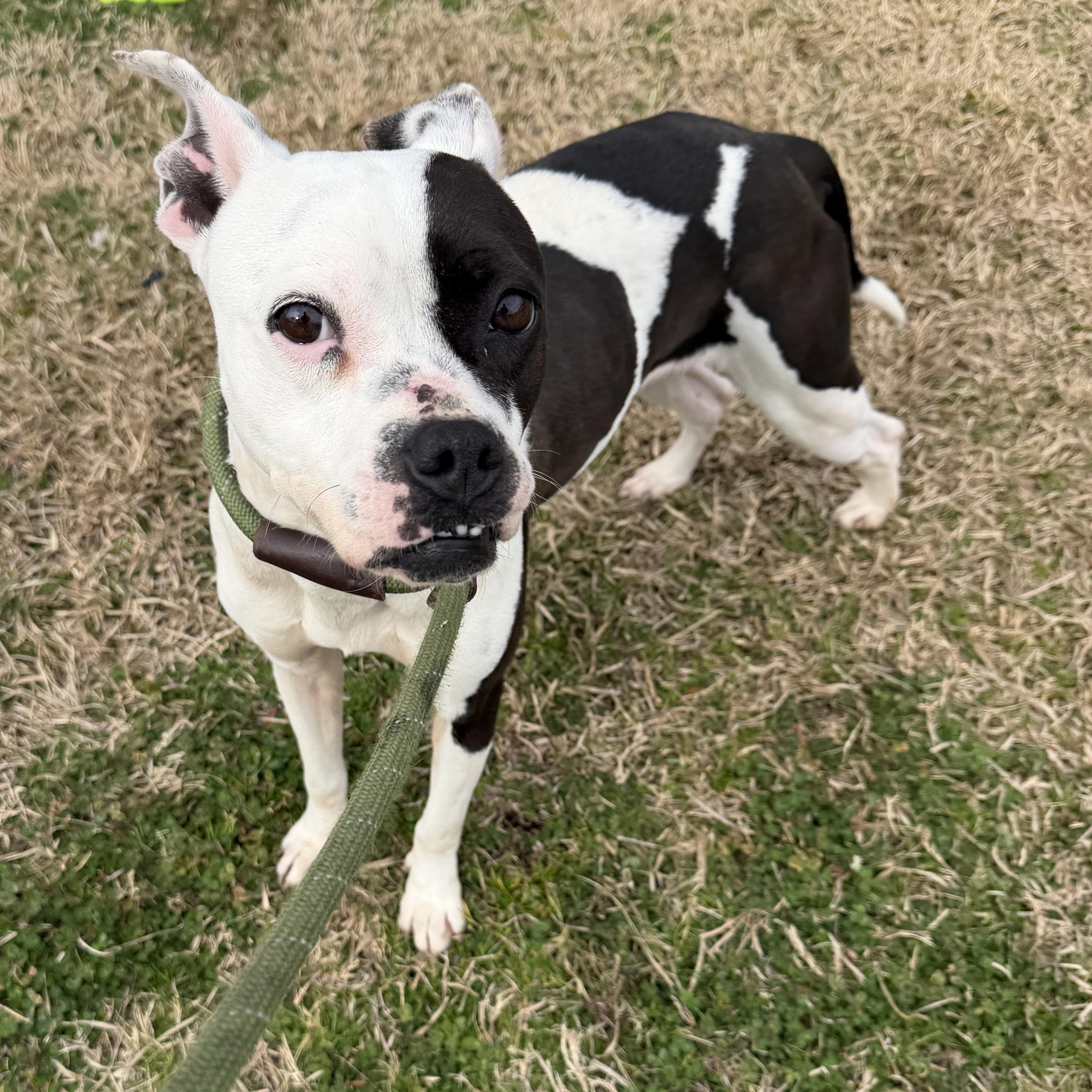 Cherie, a ADOPTABLE mixed breed in Lancaster, SC image 2/3