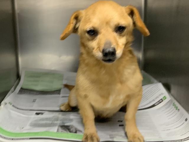 A251108, Adoptable, Adult Male Chihuahua & Mixed Breed.