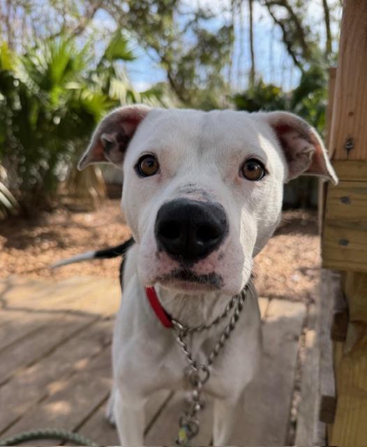 Sasha, a ADOPTABLE Mixed Breed in Charleston, SC image 2/2