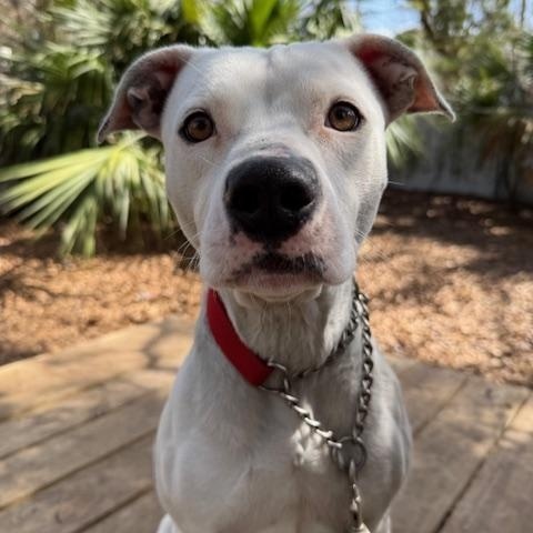 Sasha, a ADOPTABLE Mixed Breed in Charleston, SC image 1/2