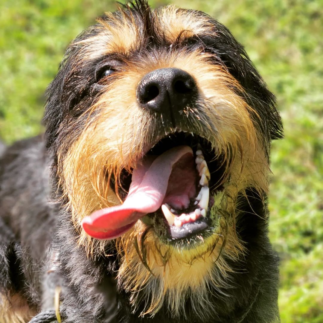 Norton, a Adoptable Terrier in Bloomfield, CT image 1/6