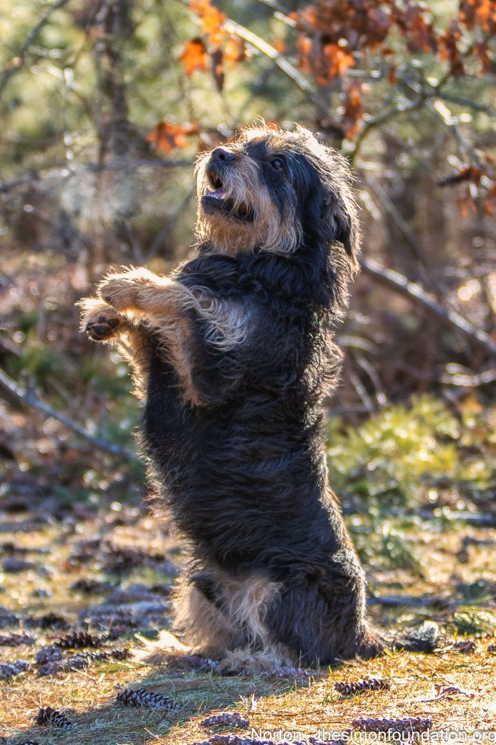 Norton, a Adoptable Terrier in Bloomfield, CT image 2/6
