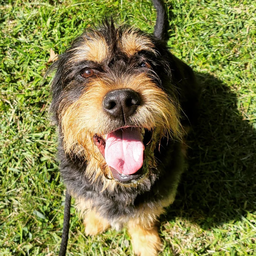 Norton, a Adoptable Terrier in Bloomfield, CT image 3/6