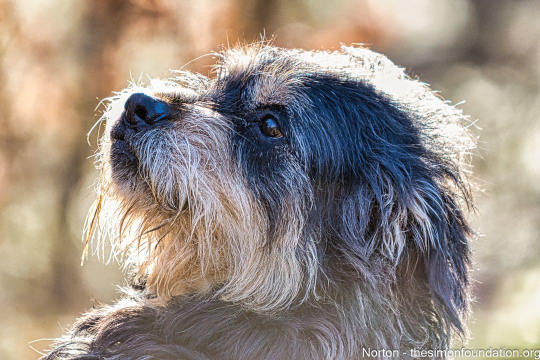 Norton, a Adoptable Terrier in Bloomfield, CT image 4/6