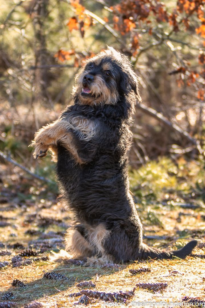 Norton, a Adoptable Terrier in Bloomfield, CT image 5/6
