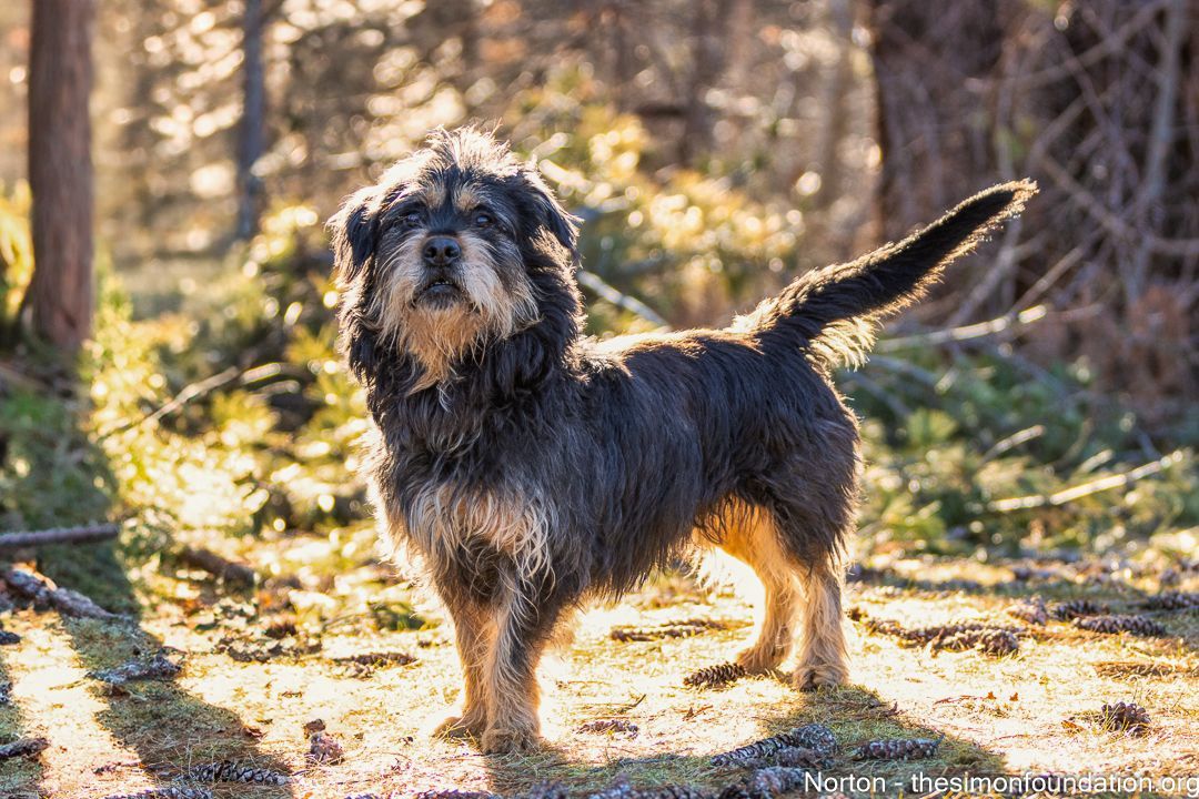 Norton, a Adoptable Terrier in Bloomfield, CT image 6/6