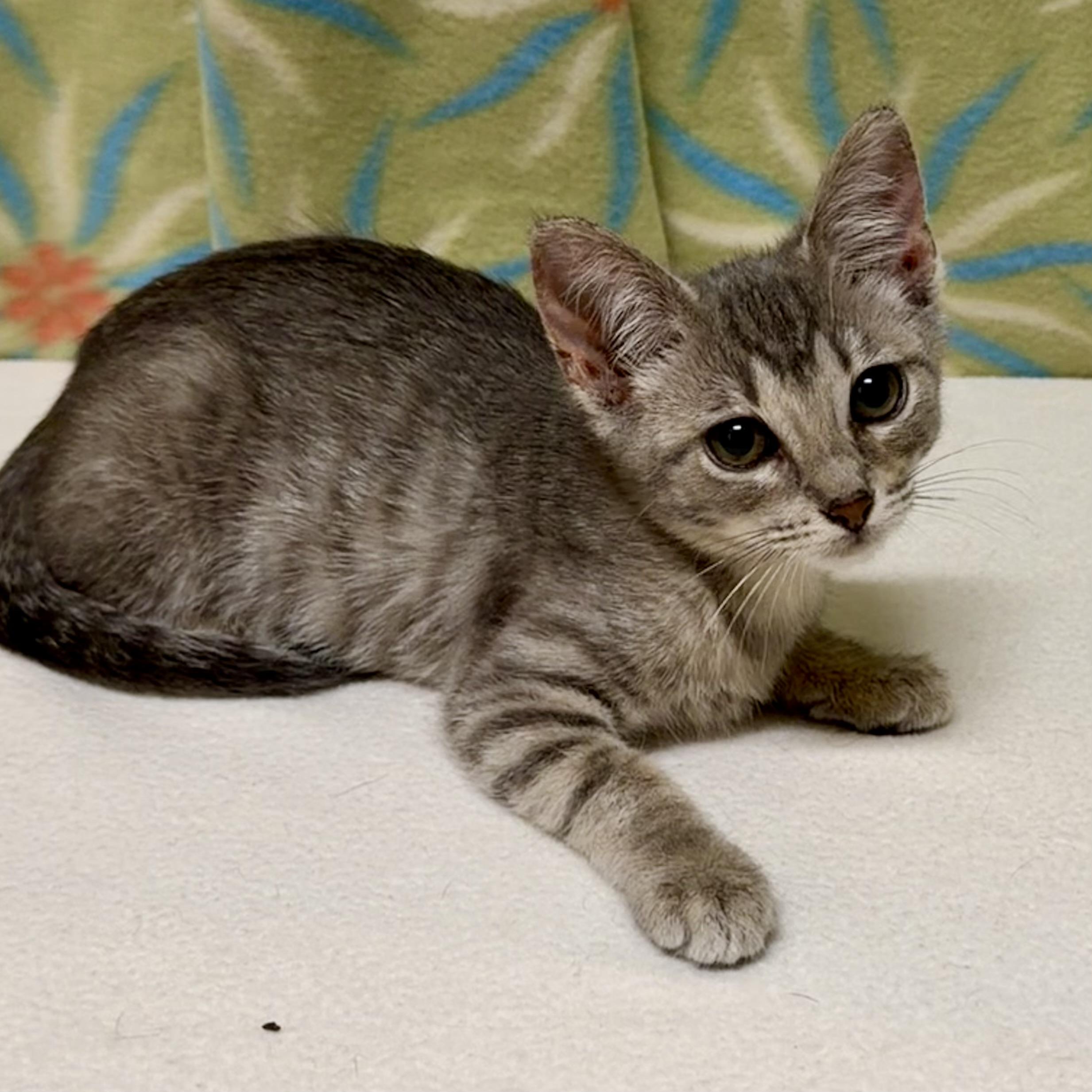 Enlarge Cindy, an adoptable mixed breed in Libertyville, IL image 2/3