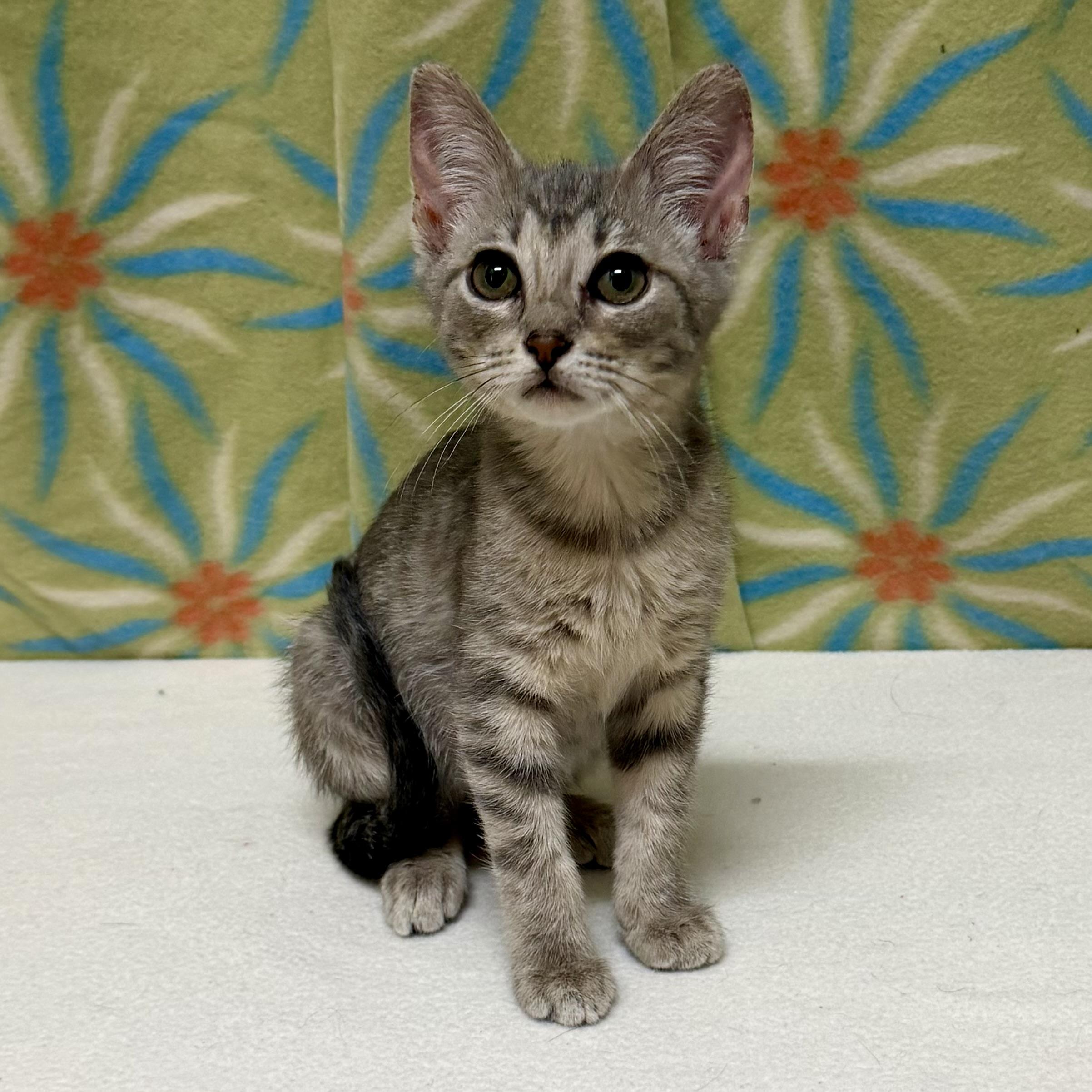 Enlarge Cindy, an adoptable mixed breed in Libertyville, IL image 3/3