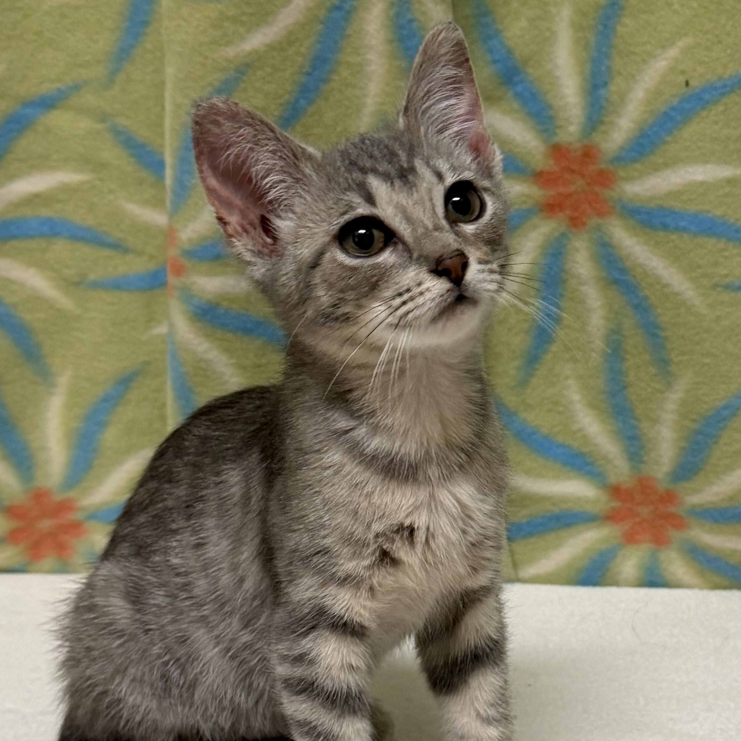 Cindy, adoptable, Kitten Female Domestic Short Hair.