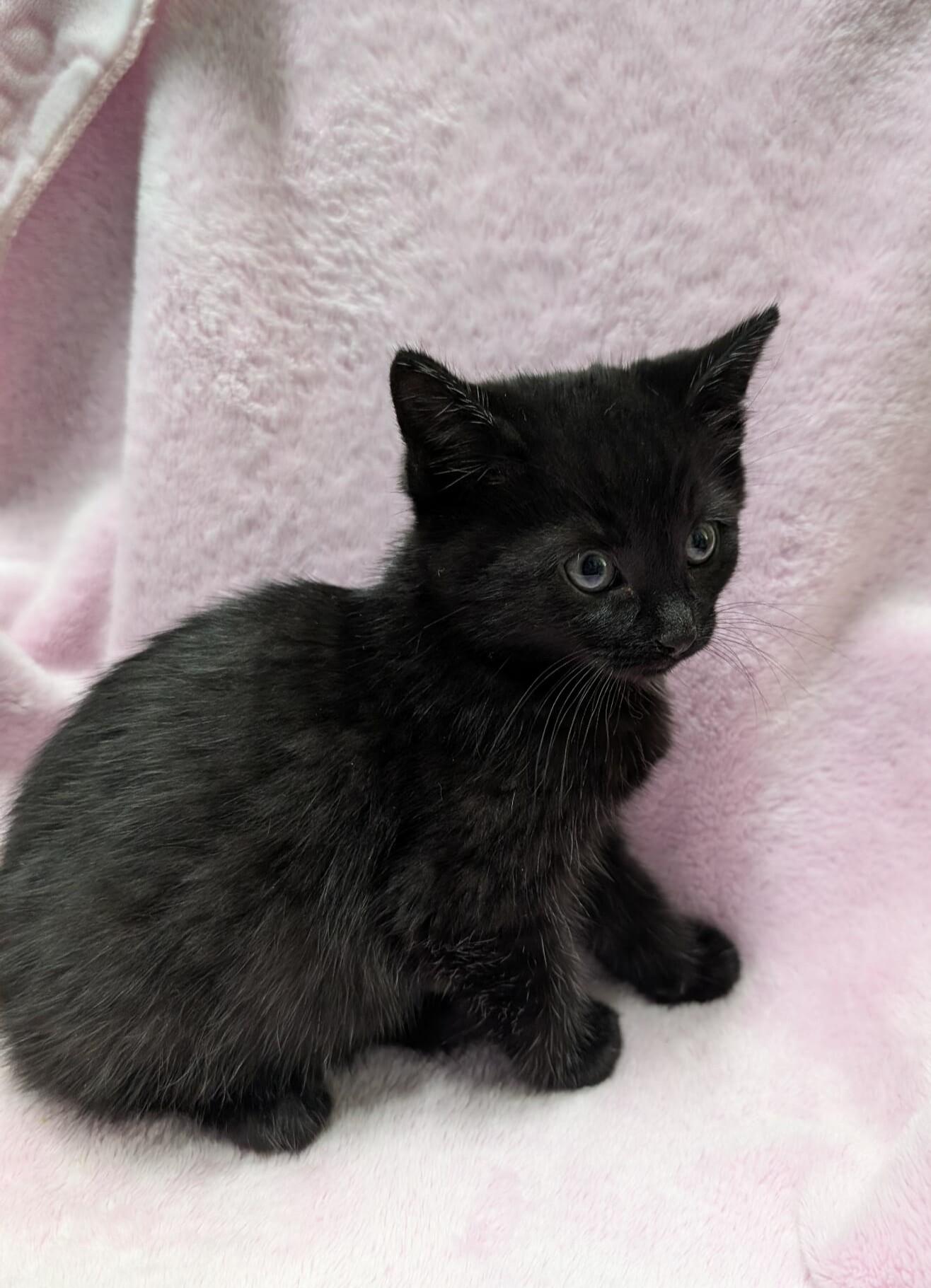 Enlarge REDWOOD, a Adoptable Domestic Short Hair in Tillsonburg, ON image 1/3