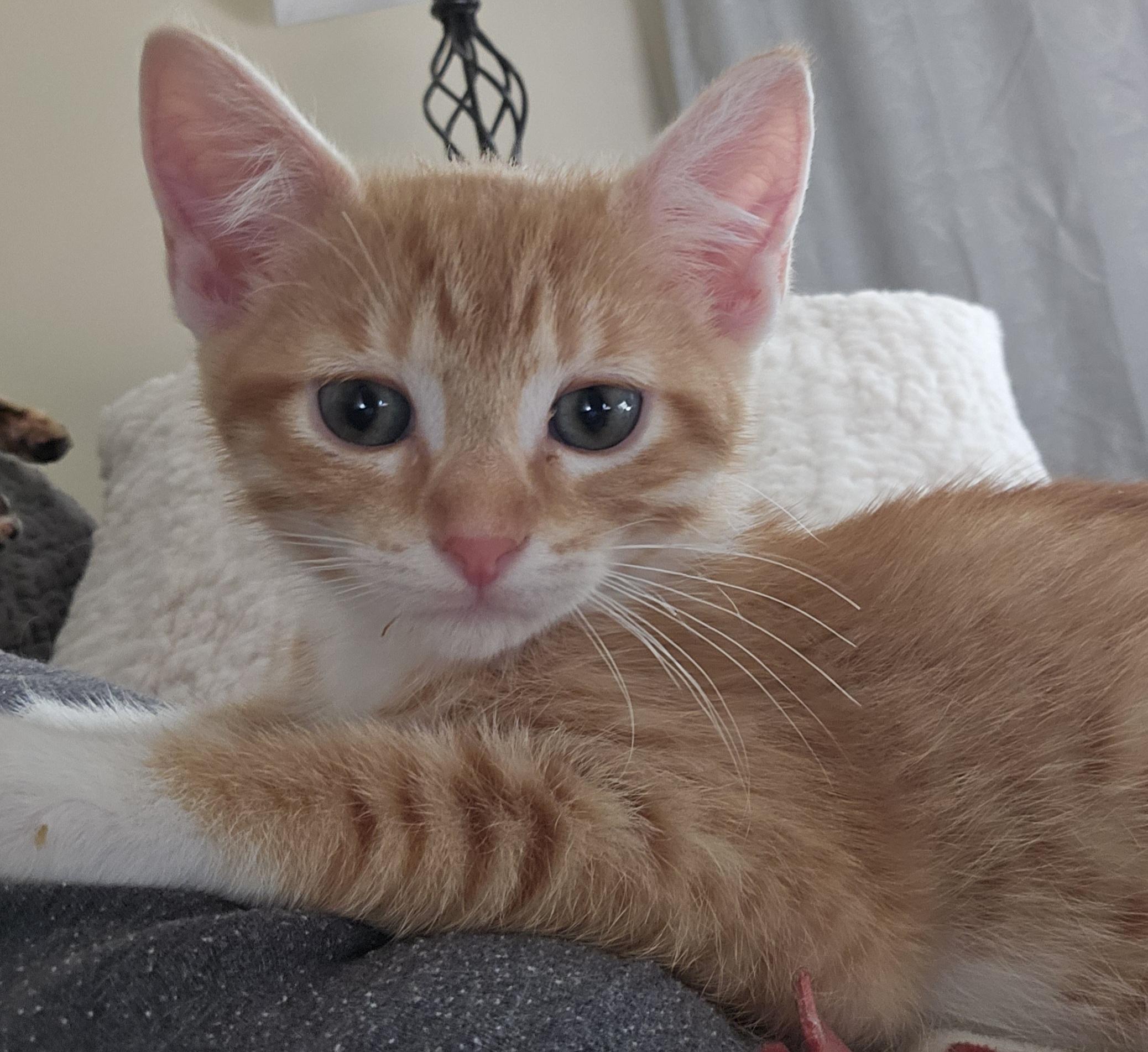 Timmy, an adoptable Domestic Short Hair in Milwaukee, WI image 3/6