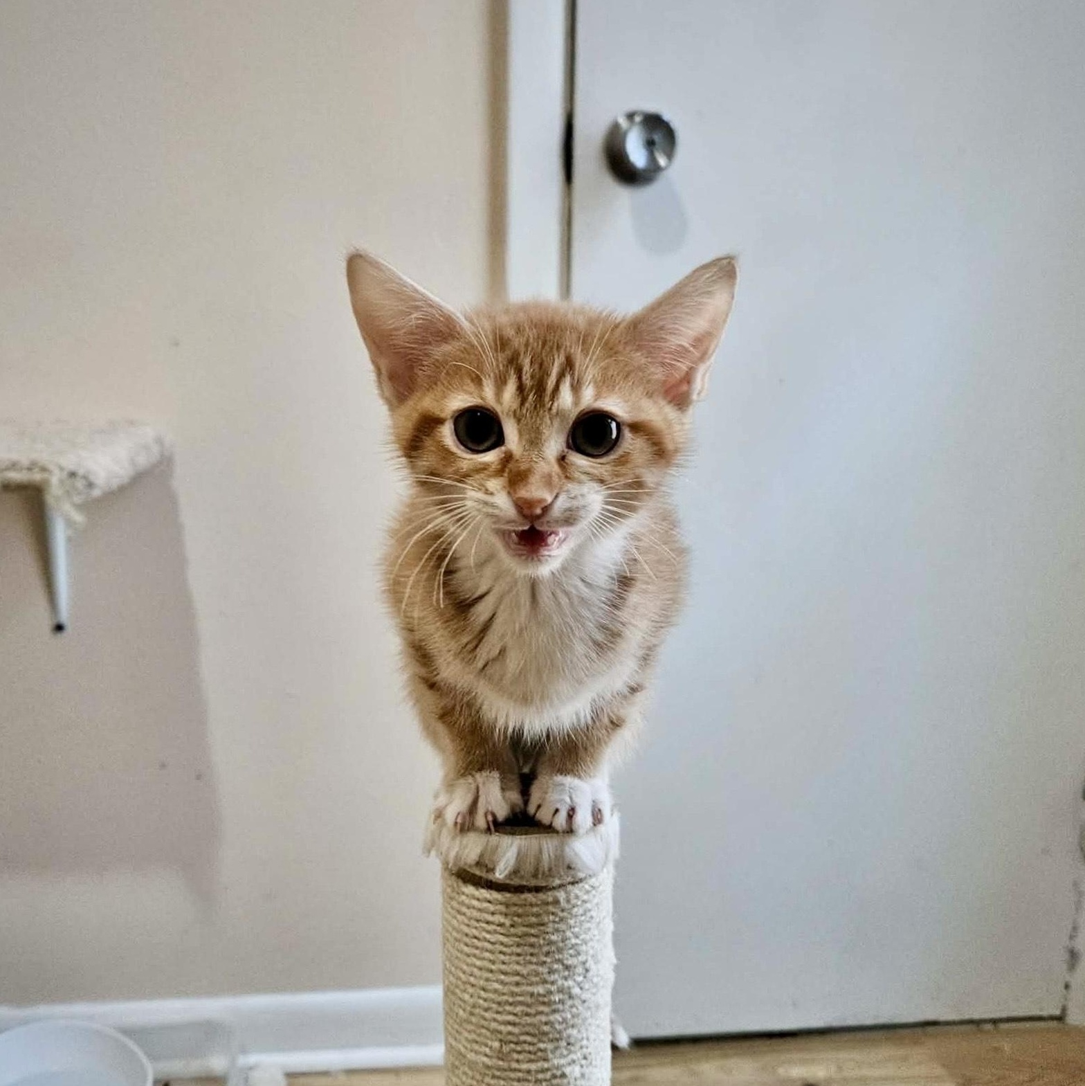 Timmy, adoptable, Kitten Male Domestic Short Hair.