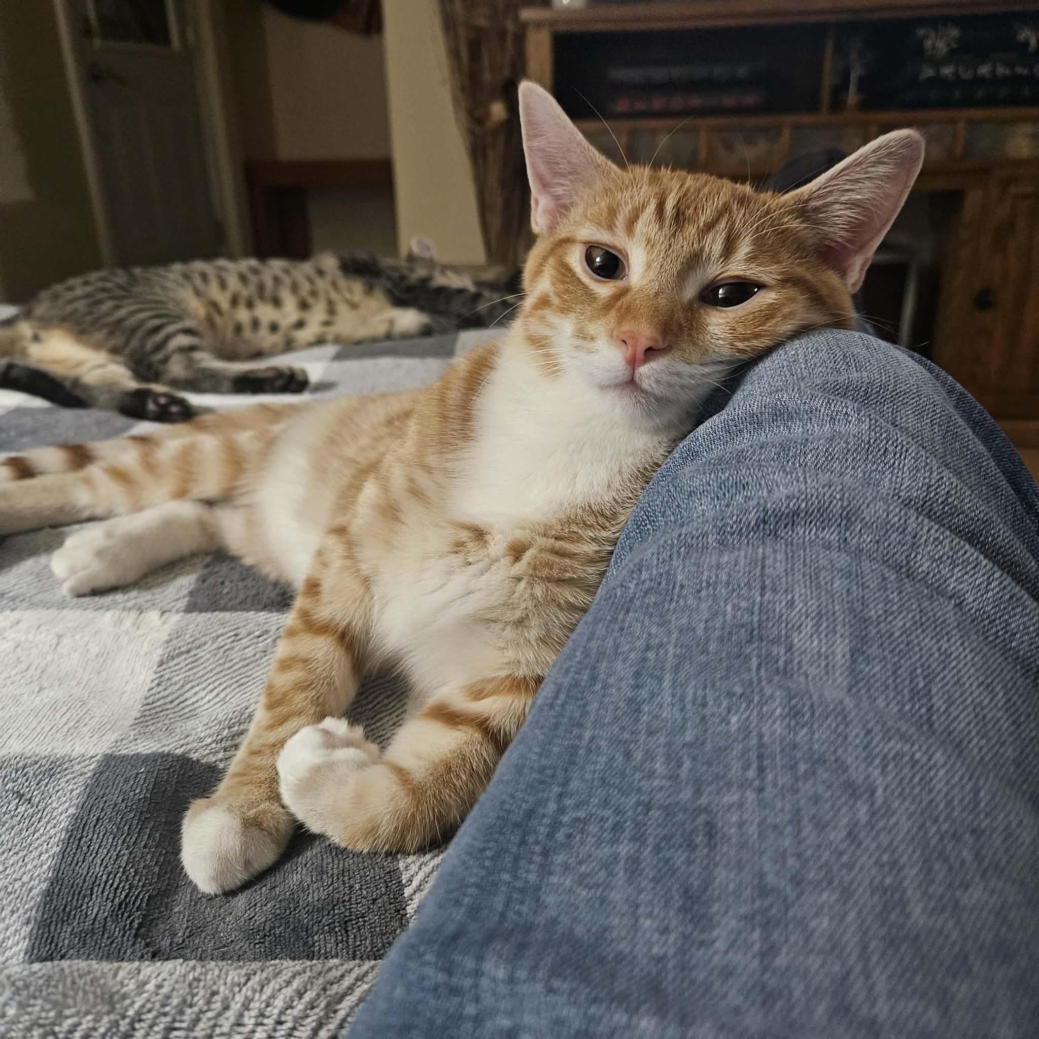 Enlarge Timmy, a Adopted Domestic Short Hair in Milwaukee, WI image 4/6