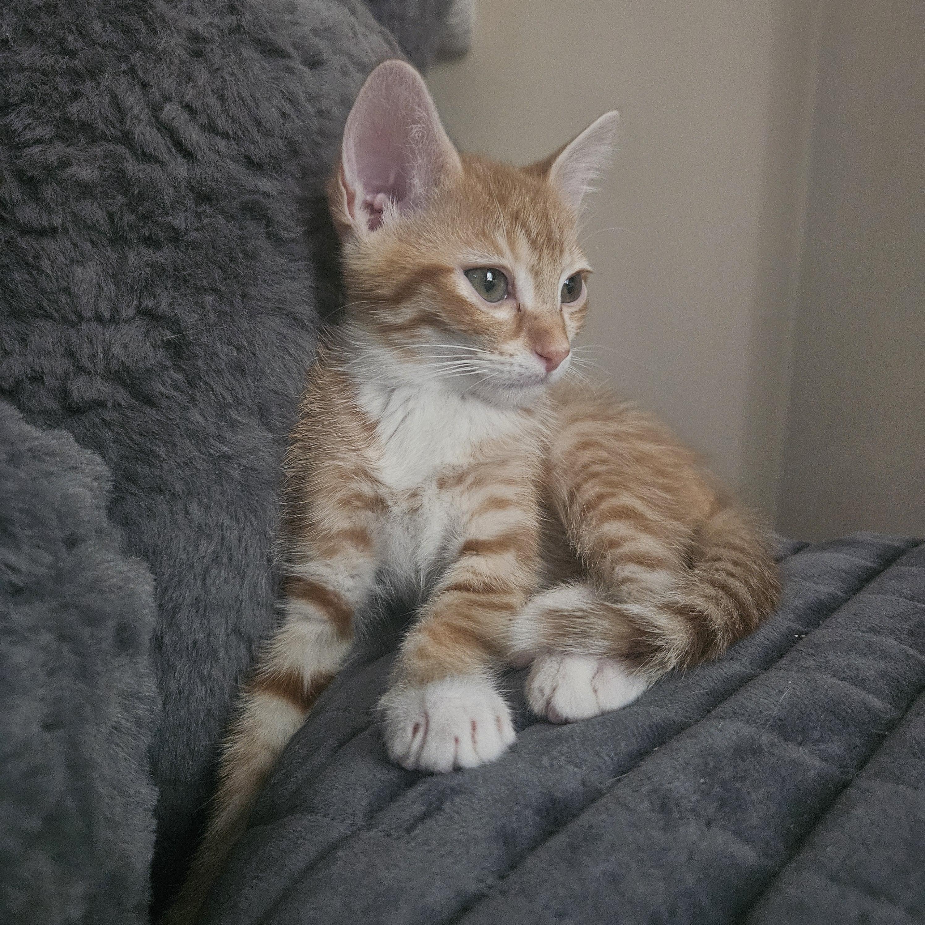 Timmy, an adoptable Domestic Short Hair in Milwaukee, WI image 5/6