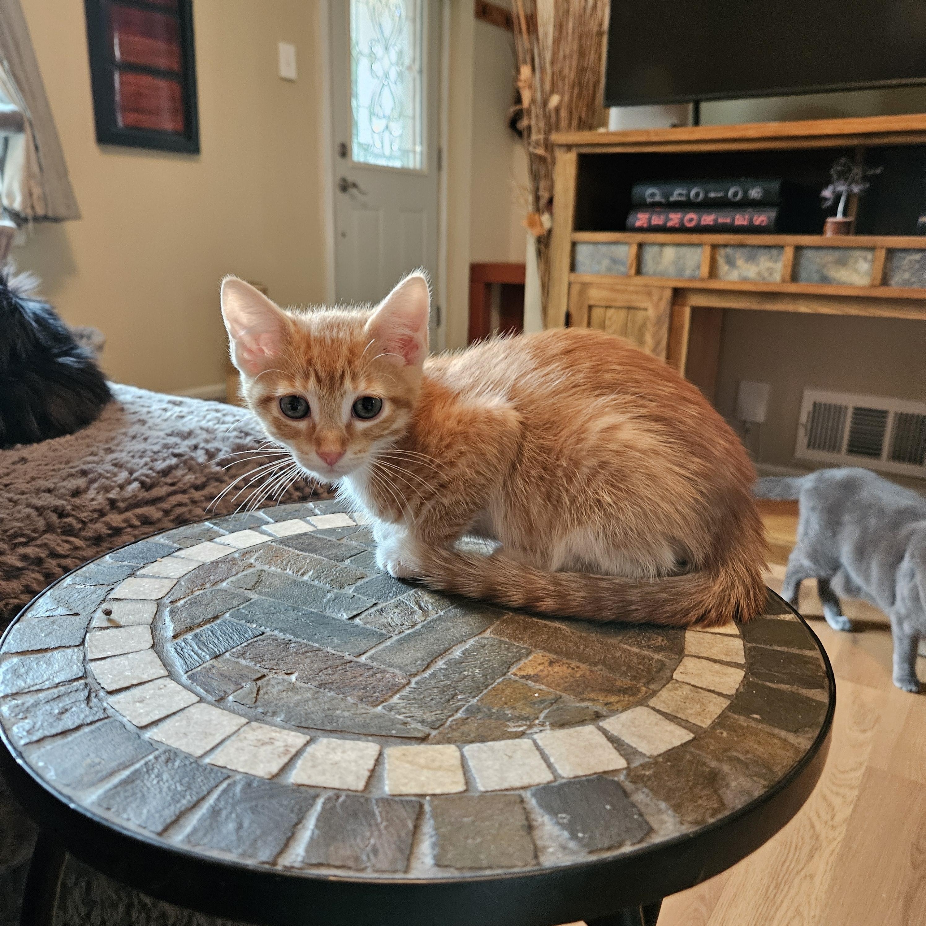 Timmy, an adoptable Domestic Short Hair in Milwaukee, WI image 4/6