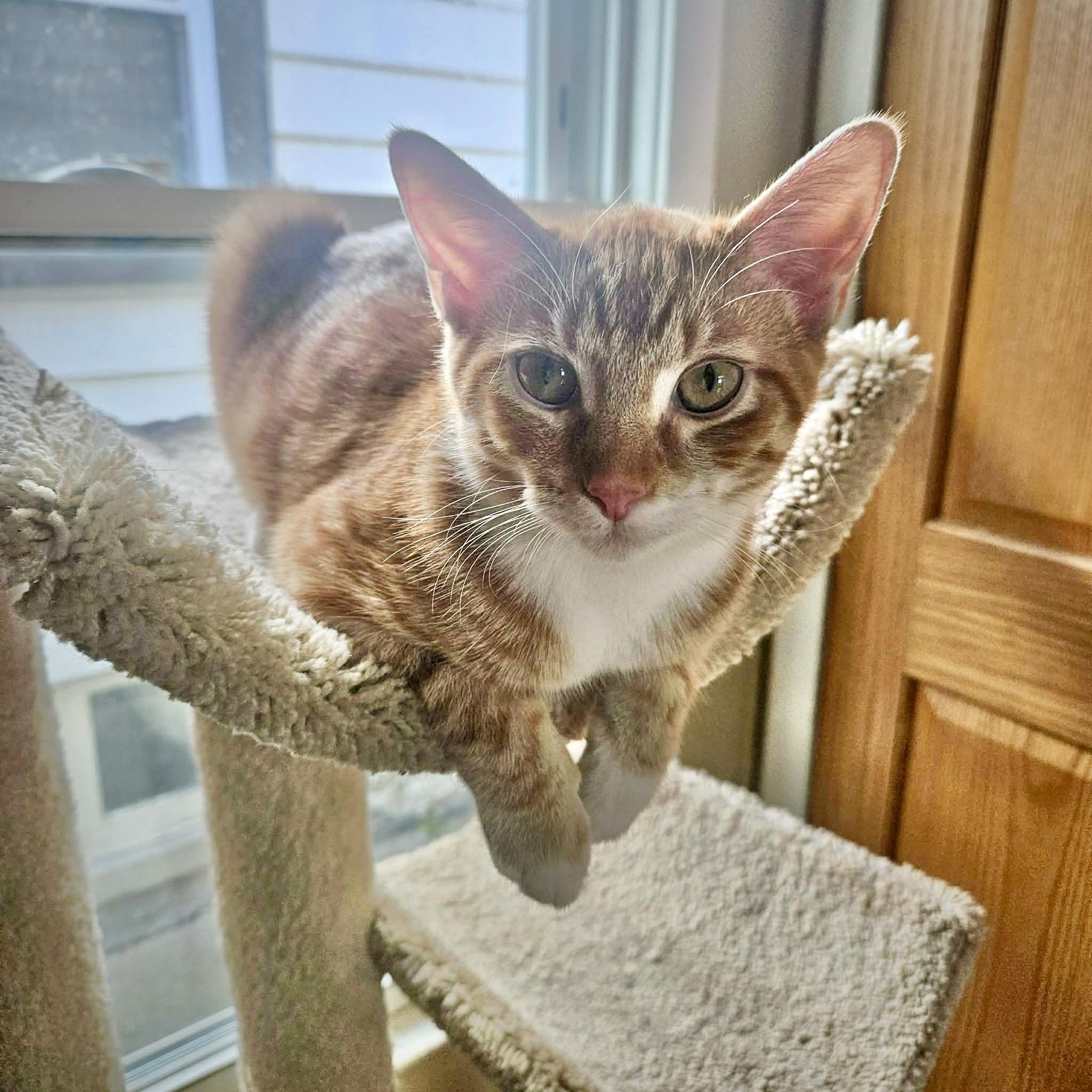 Enlarge Timmy, a Adopted Domestic Short Hair in Milwaukee, WI image 1/6