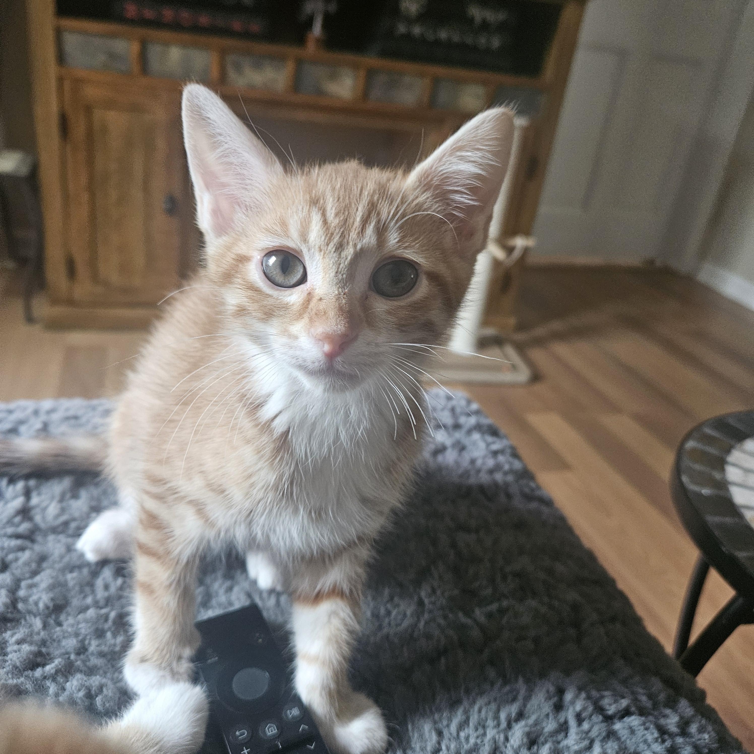 Timmy, an adoptable Domestic Short Hair in Milwaukee, WI image 2/6