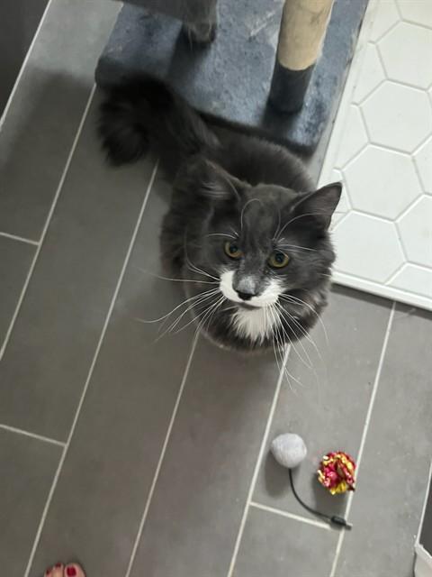 MONSIEUR MUSTACHE, Adoptable, Young Male Domestic Medium Hair.
