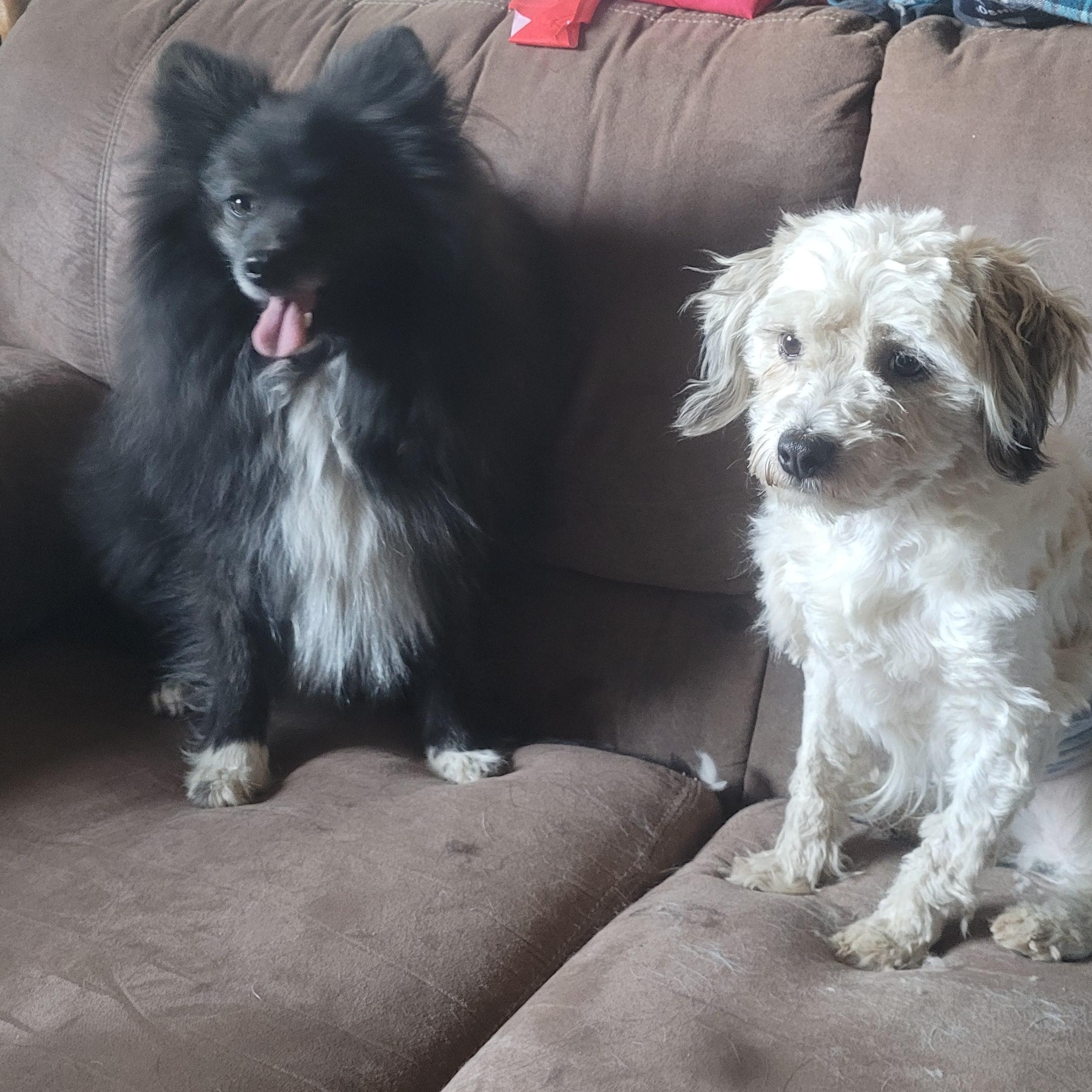 Taz, Adoptable, Senior Male Pomeranian.