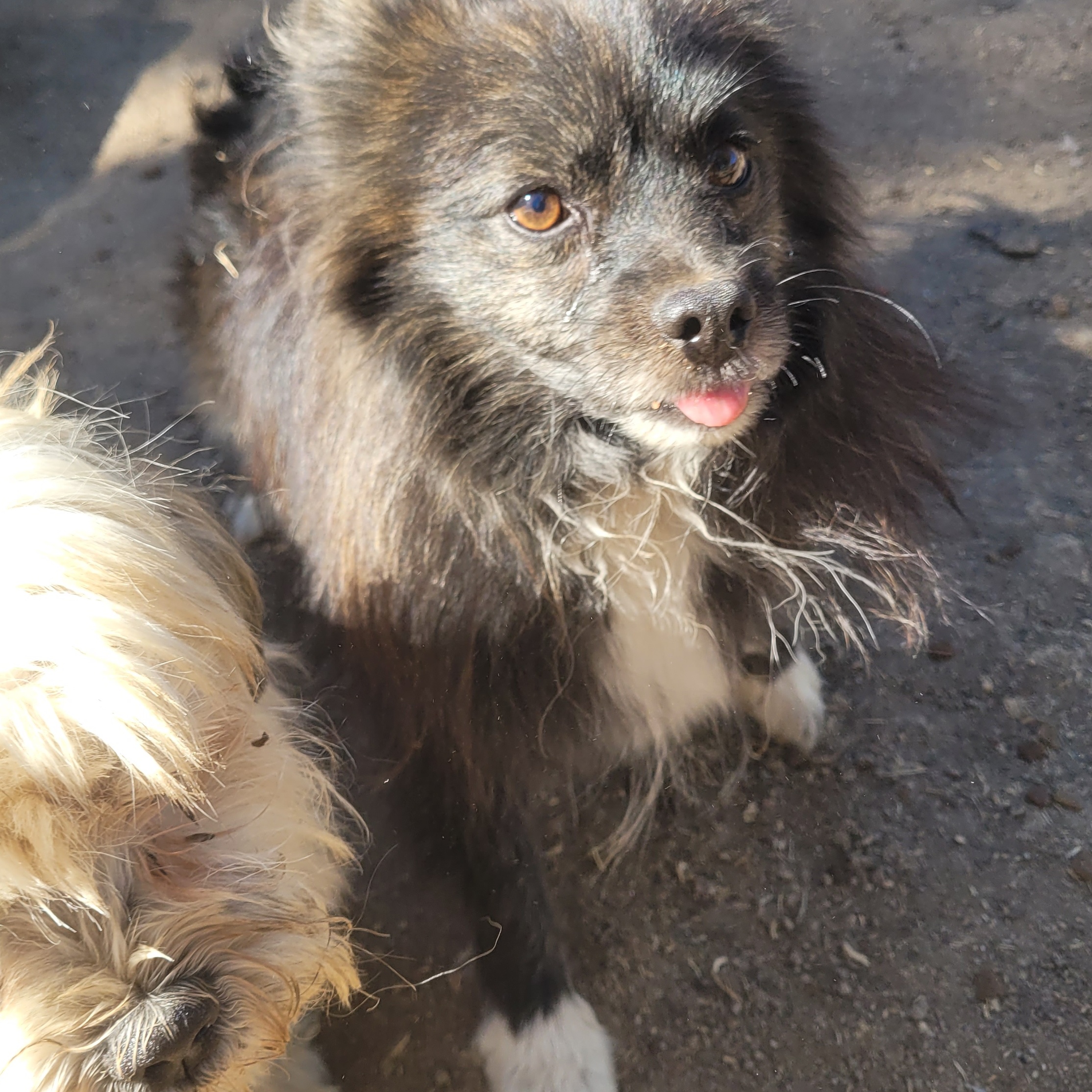 Taz, a Adoptable Pomeranian in California Hot Springs, CA image 2/5