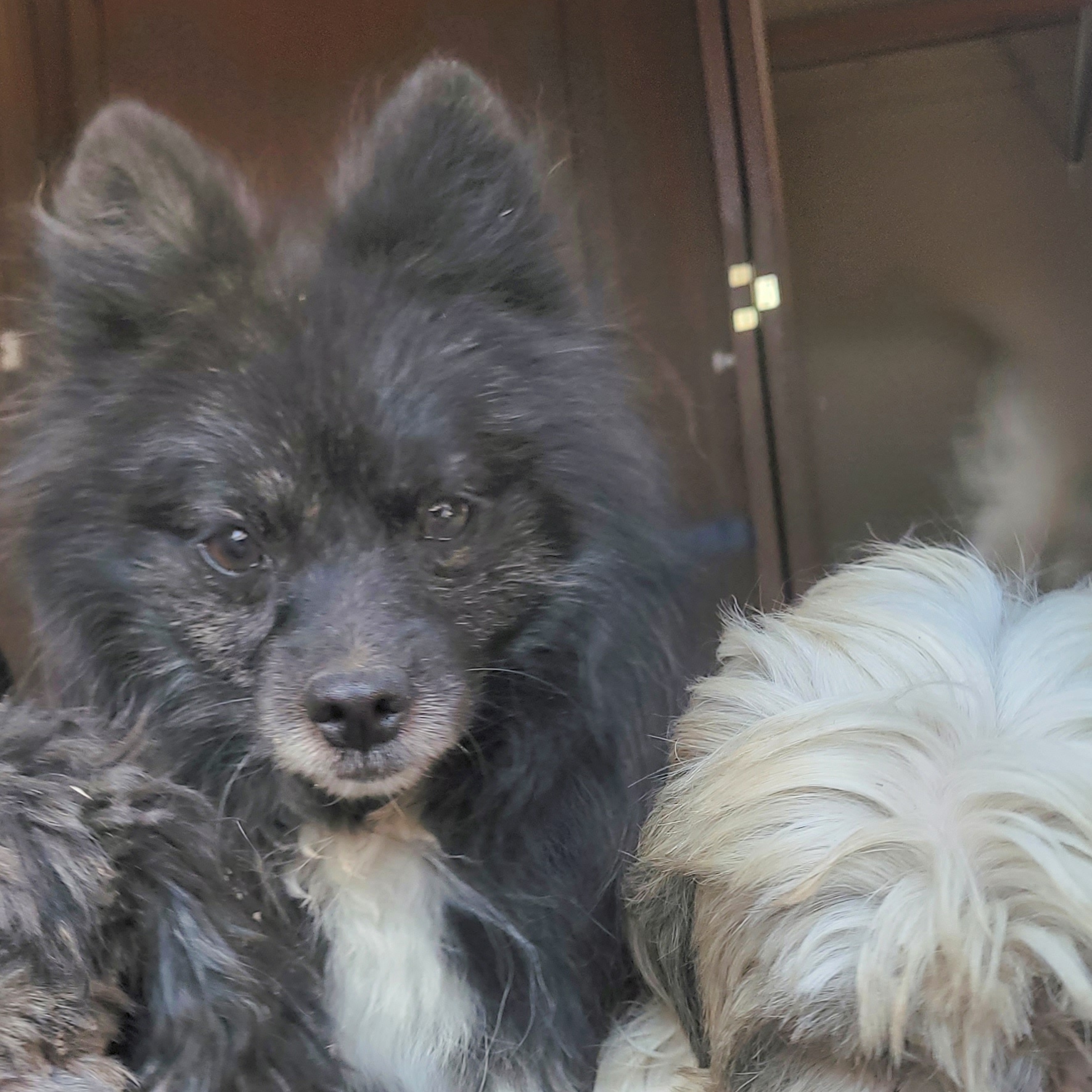 Taz, a Adoptable Pomeranian in California Hot Springs, CA image 3/5