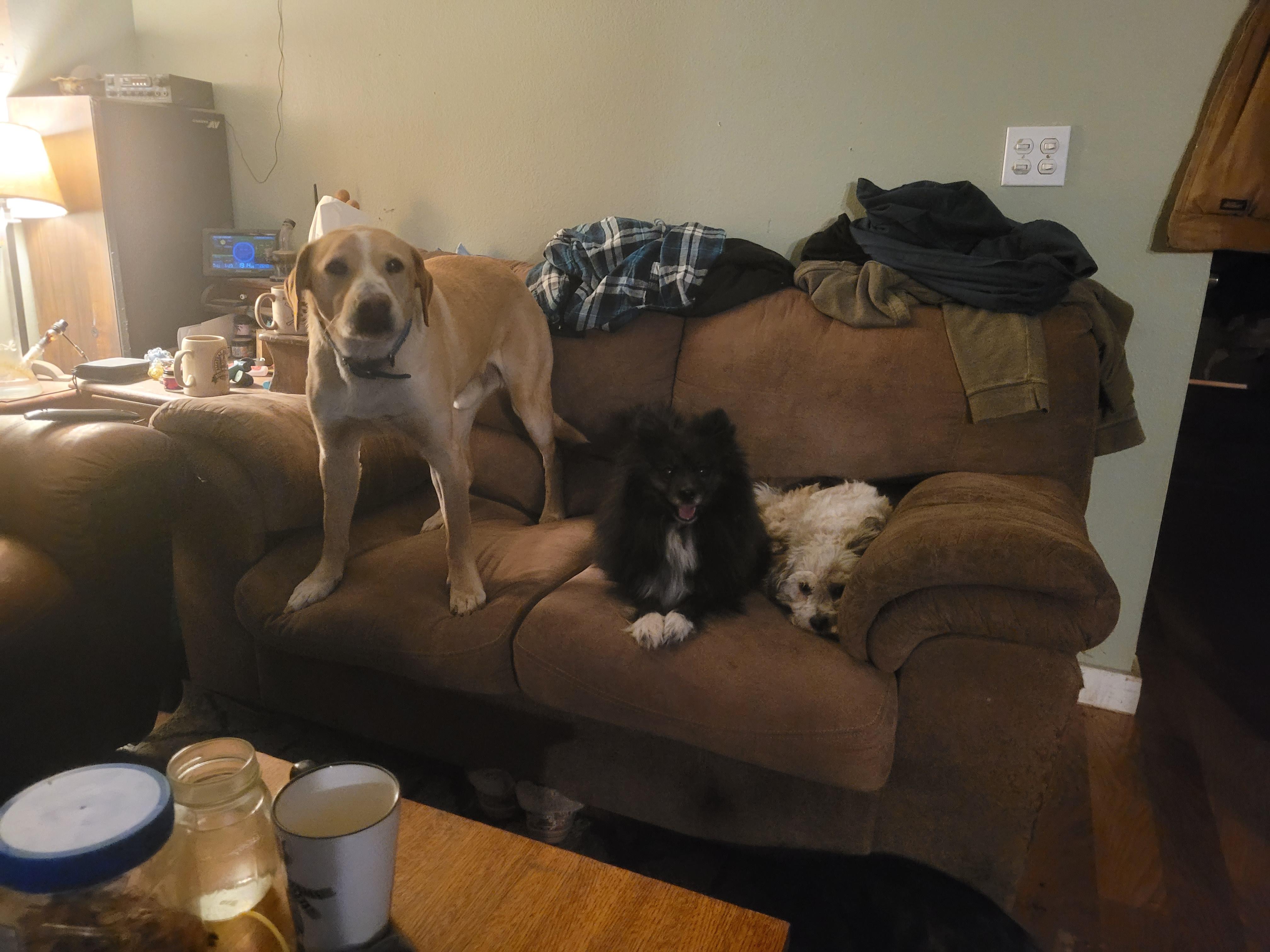 Taz, a Adoptable Pomeranian in California Hot Springs, CA image 4/5