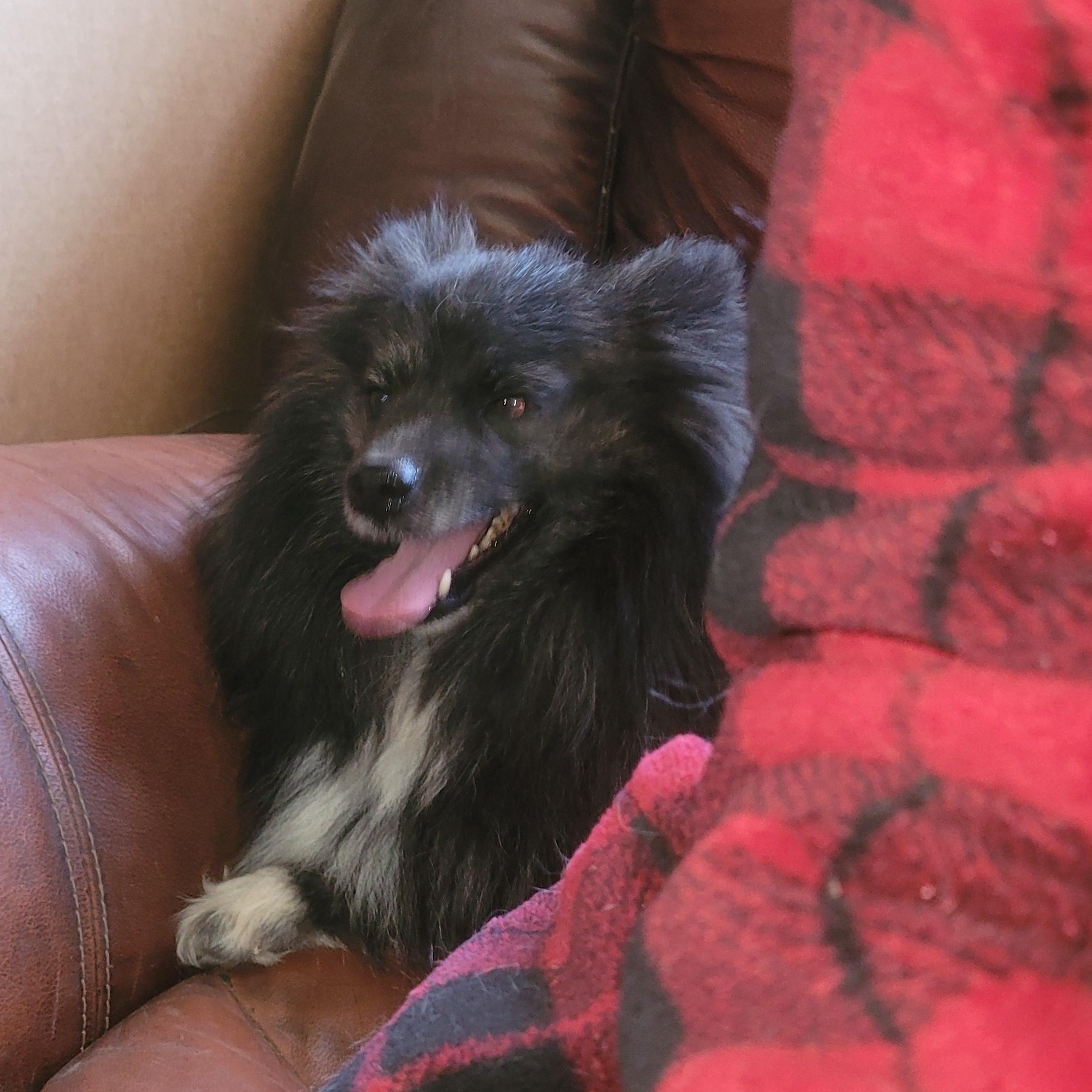 Taz, Adoptable, Senior Male Pomeranian.