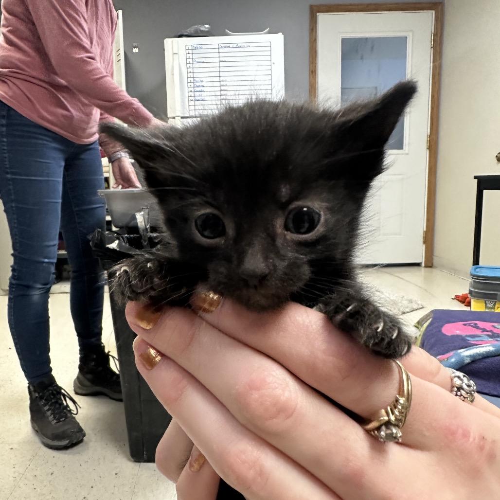 Asparagus, Adoptable, Kitten Female Domestic Medium Hair.