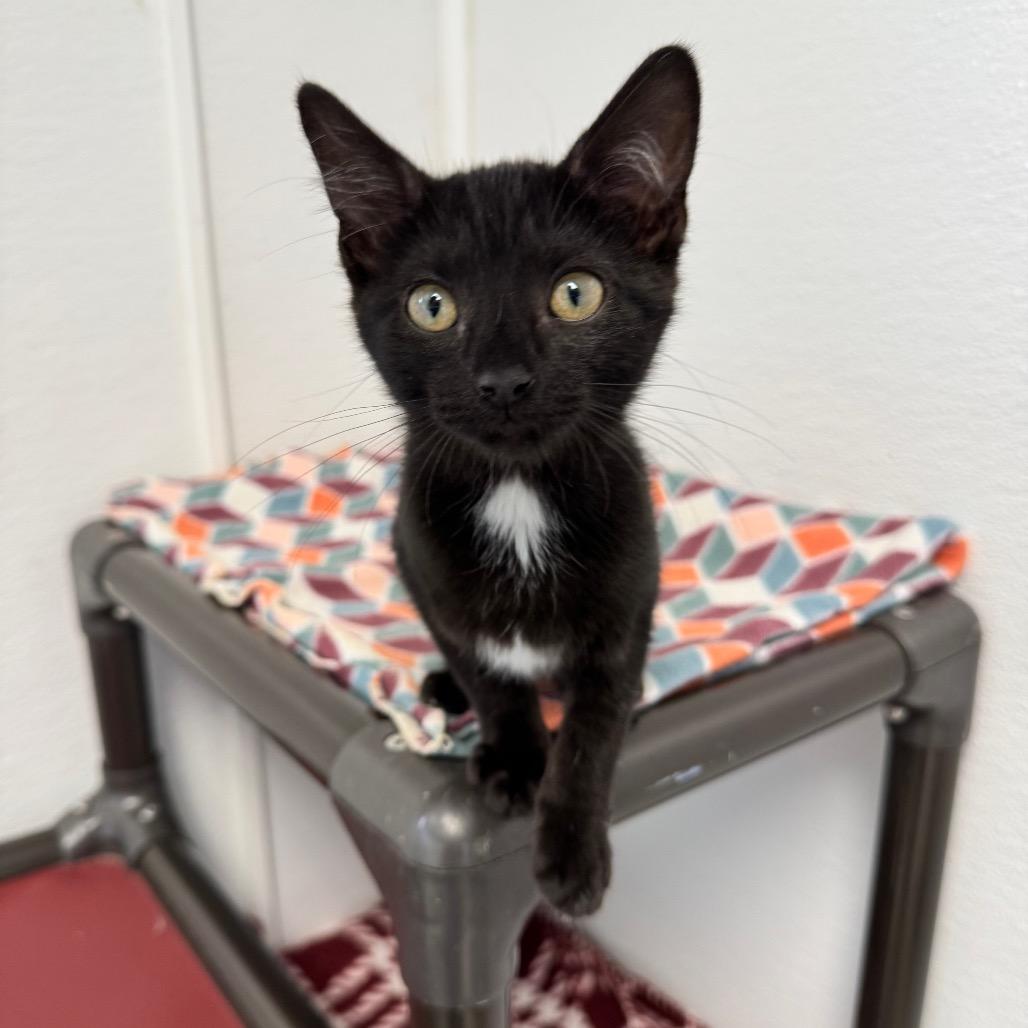 Asparagus, a Adoptable Domestic Medium Hair in Milford, IA image 2/6