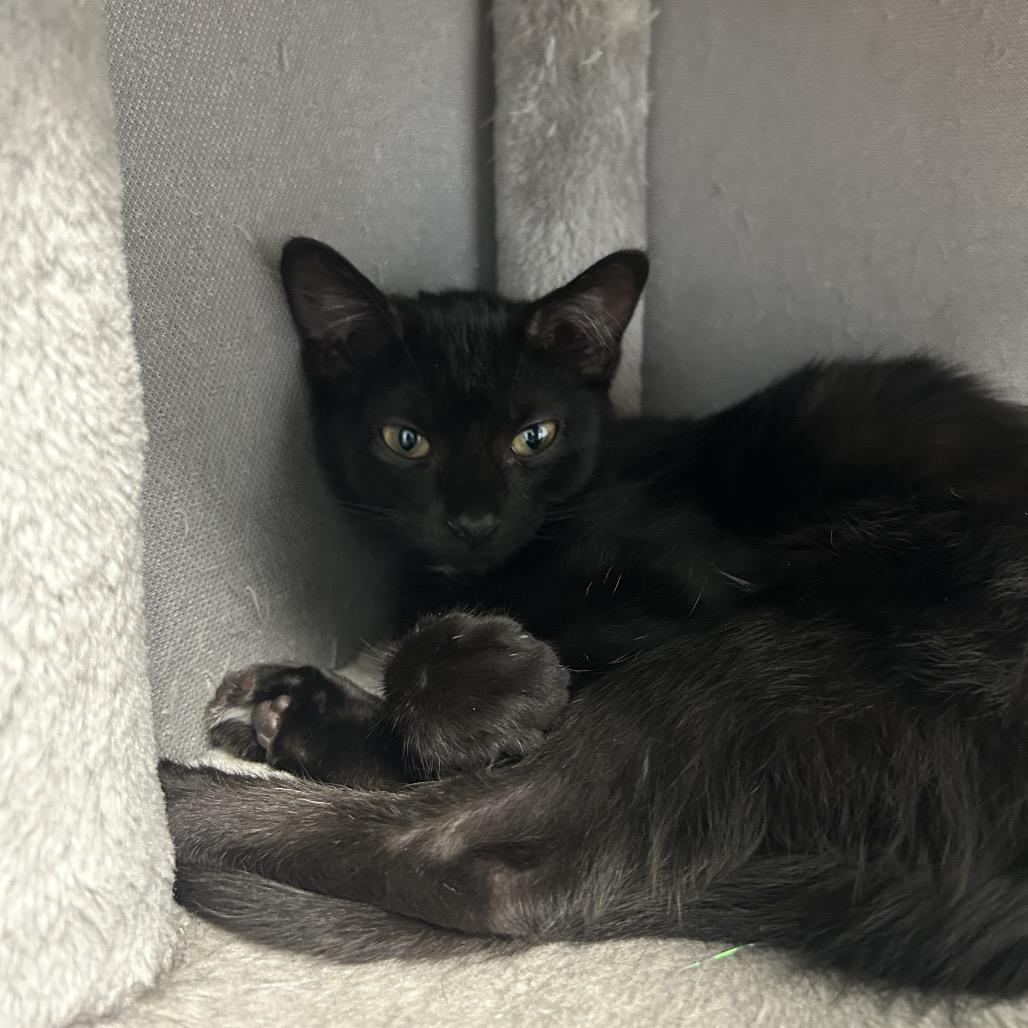 Asparagus, a Adoptable Domestic Medium Hair in Milford, IA image 3/6