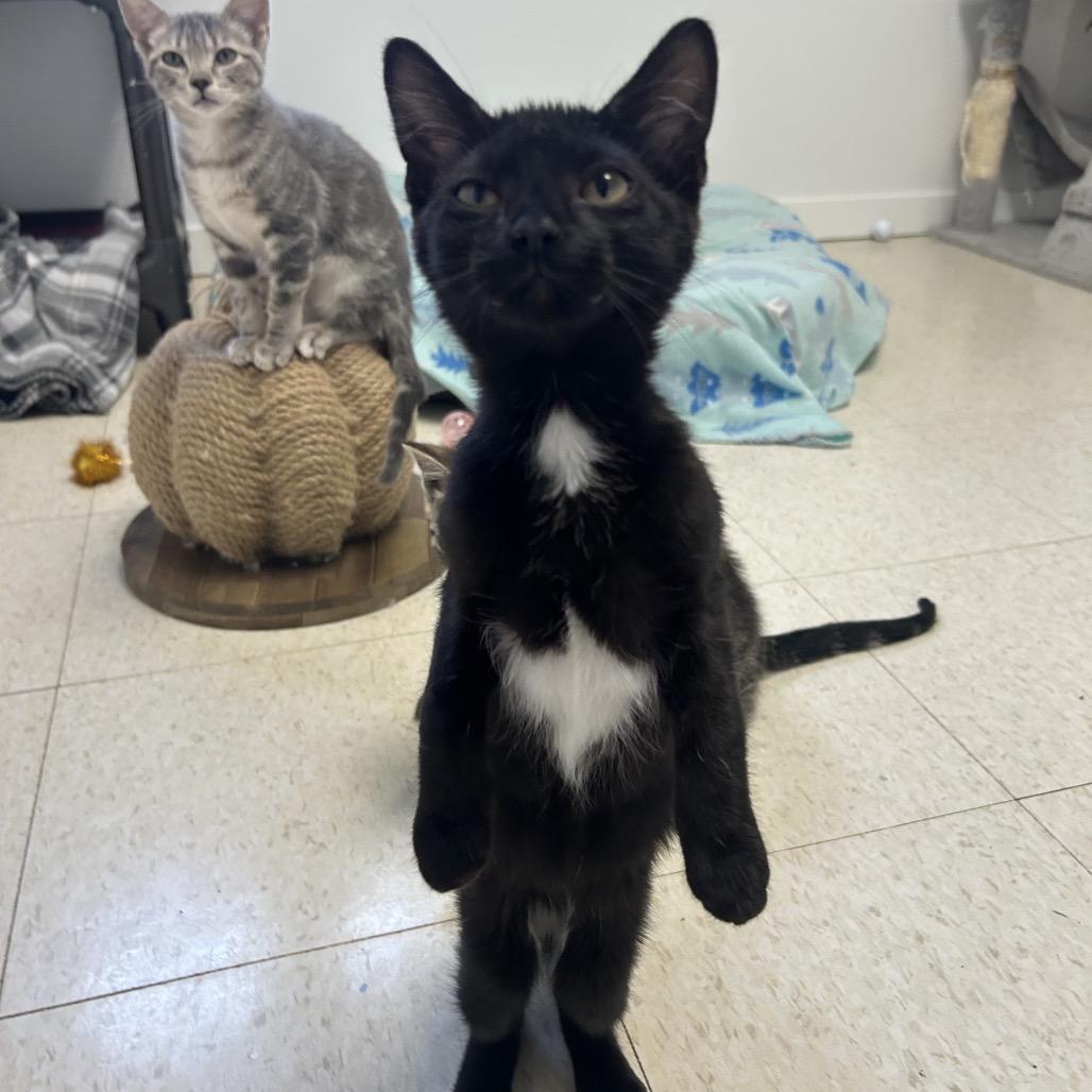 Asparagus, a Adoptable Domestic Medium Hair in Milford, IA image 4/6