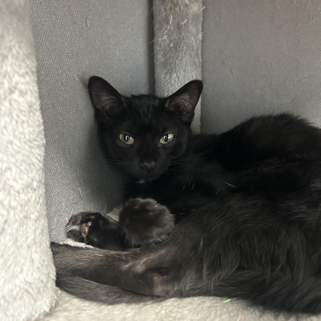 Asparagus, a Adoptable Domestic Medium Hair in Milford, IA image 5/6