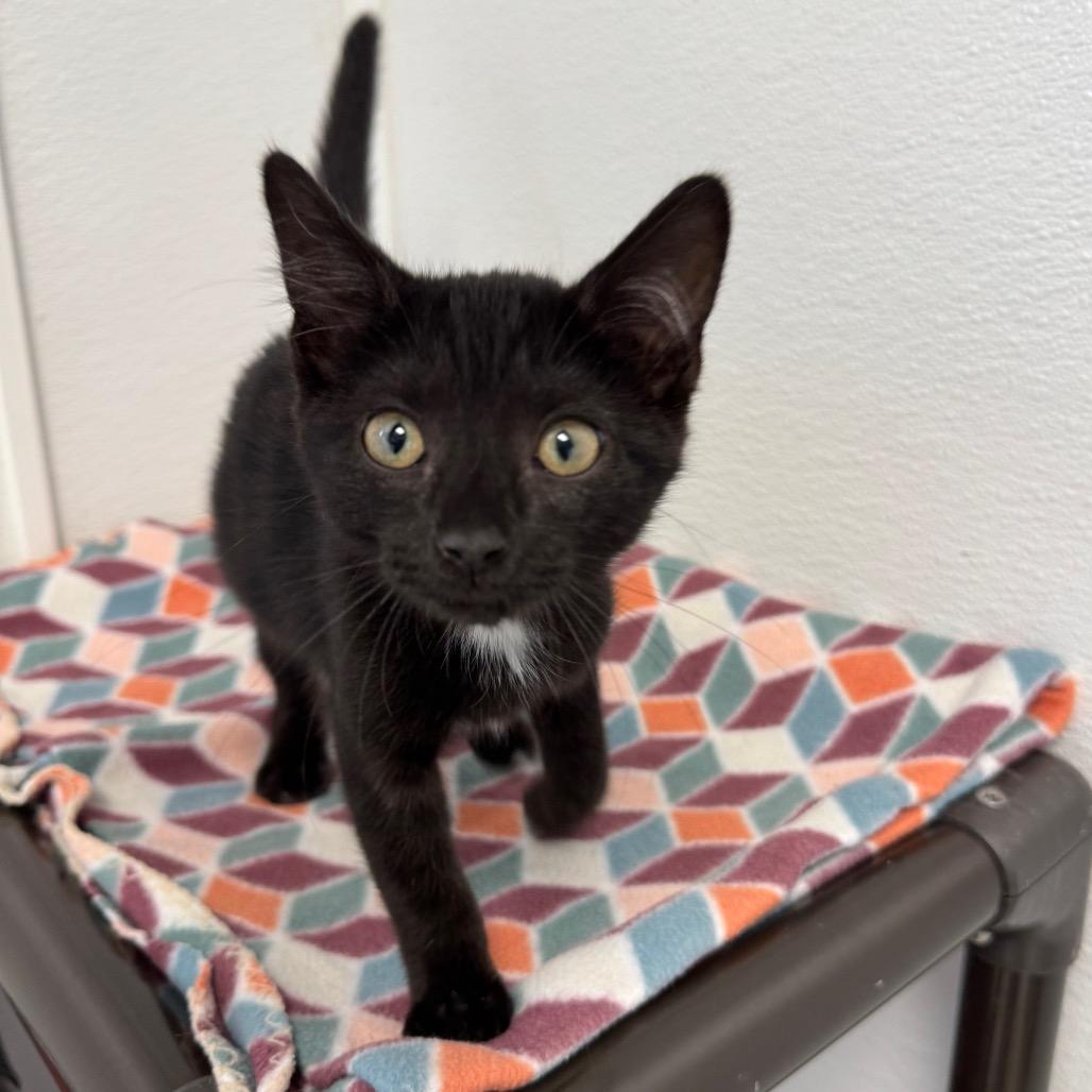 Asparagus, a Adoptable Domestic Medium Hair in Milford, IA image 6/6