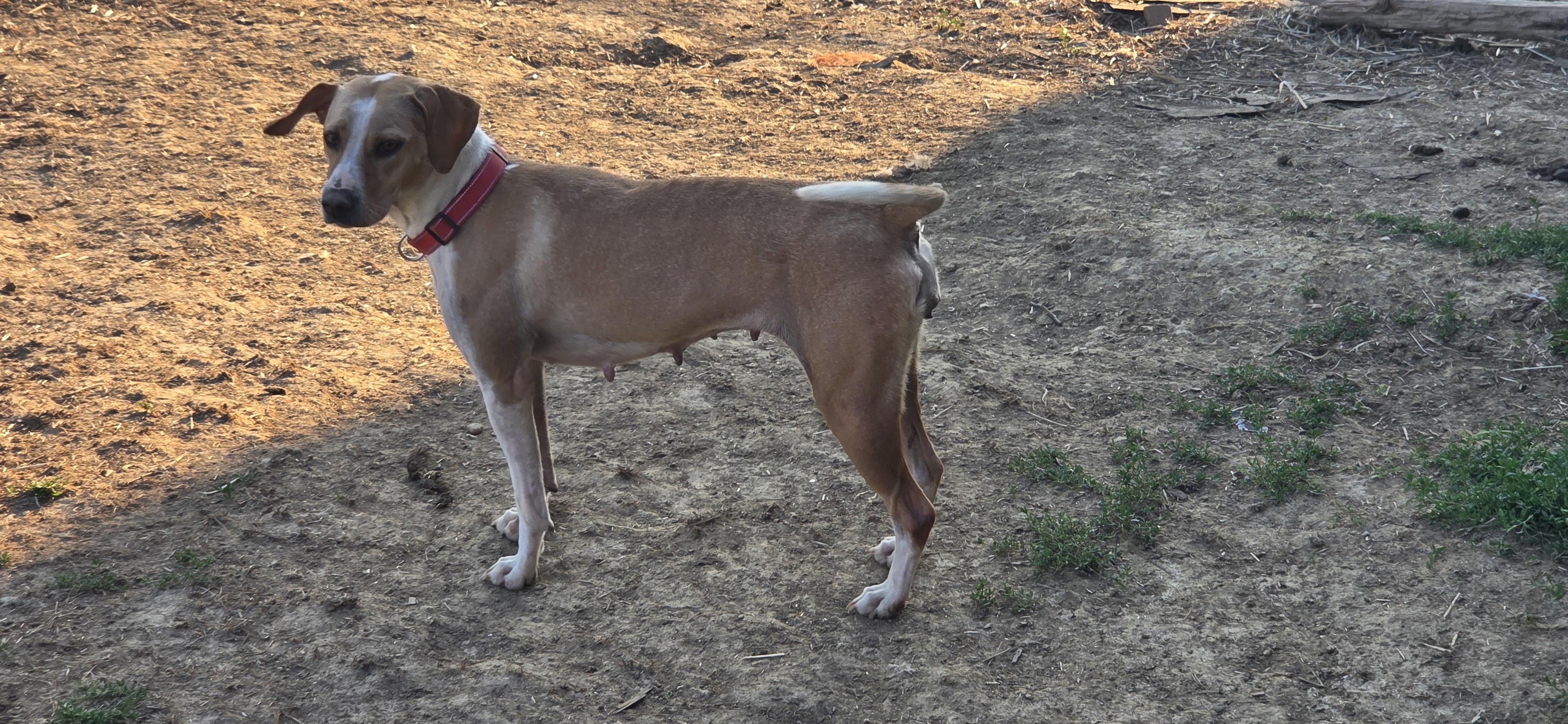 Enlarge Friday, an adoptable mixed breed in Evansville, IN image 2/2